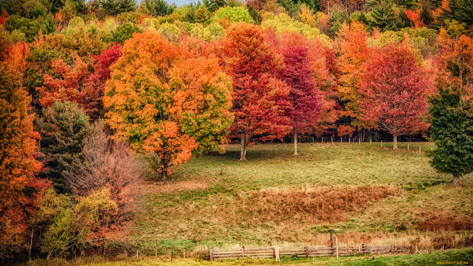 природа, лес, простор
