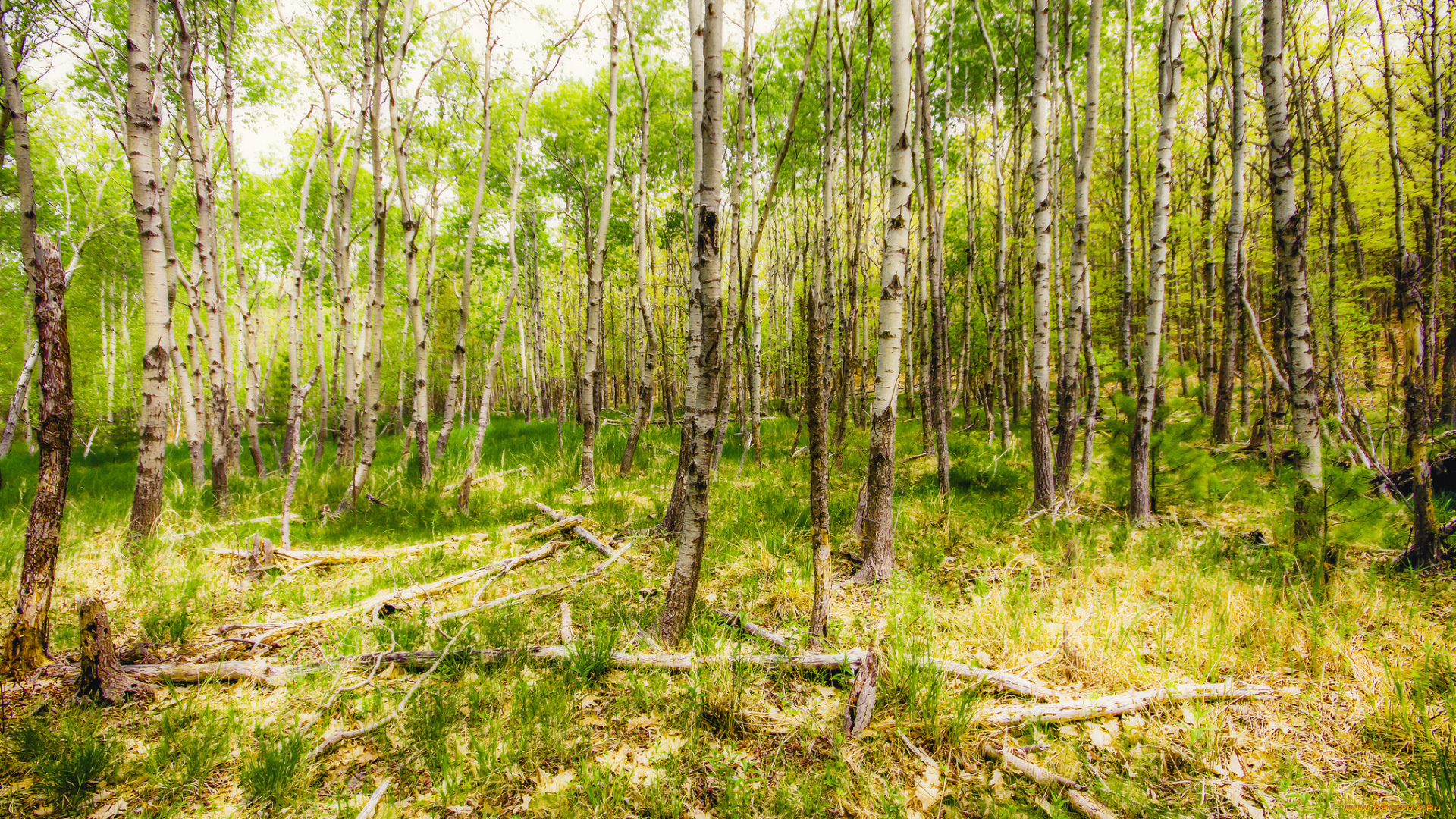 природа, лес, простор