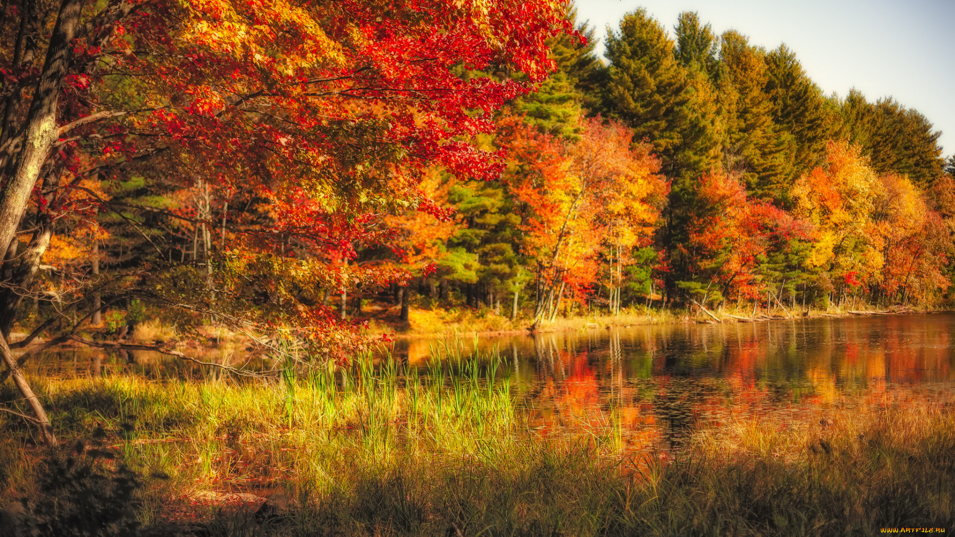 природа, лес, простор