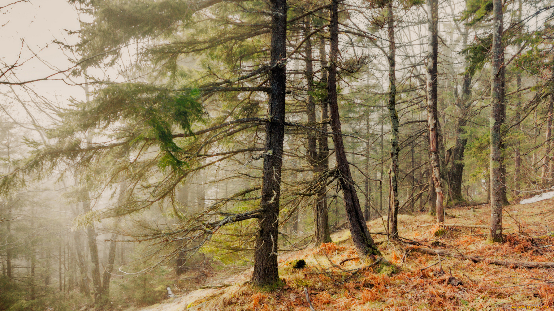 природа, лес, простор