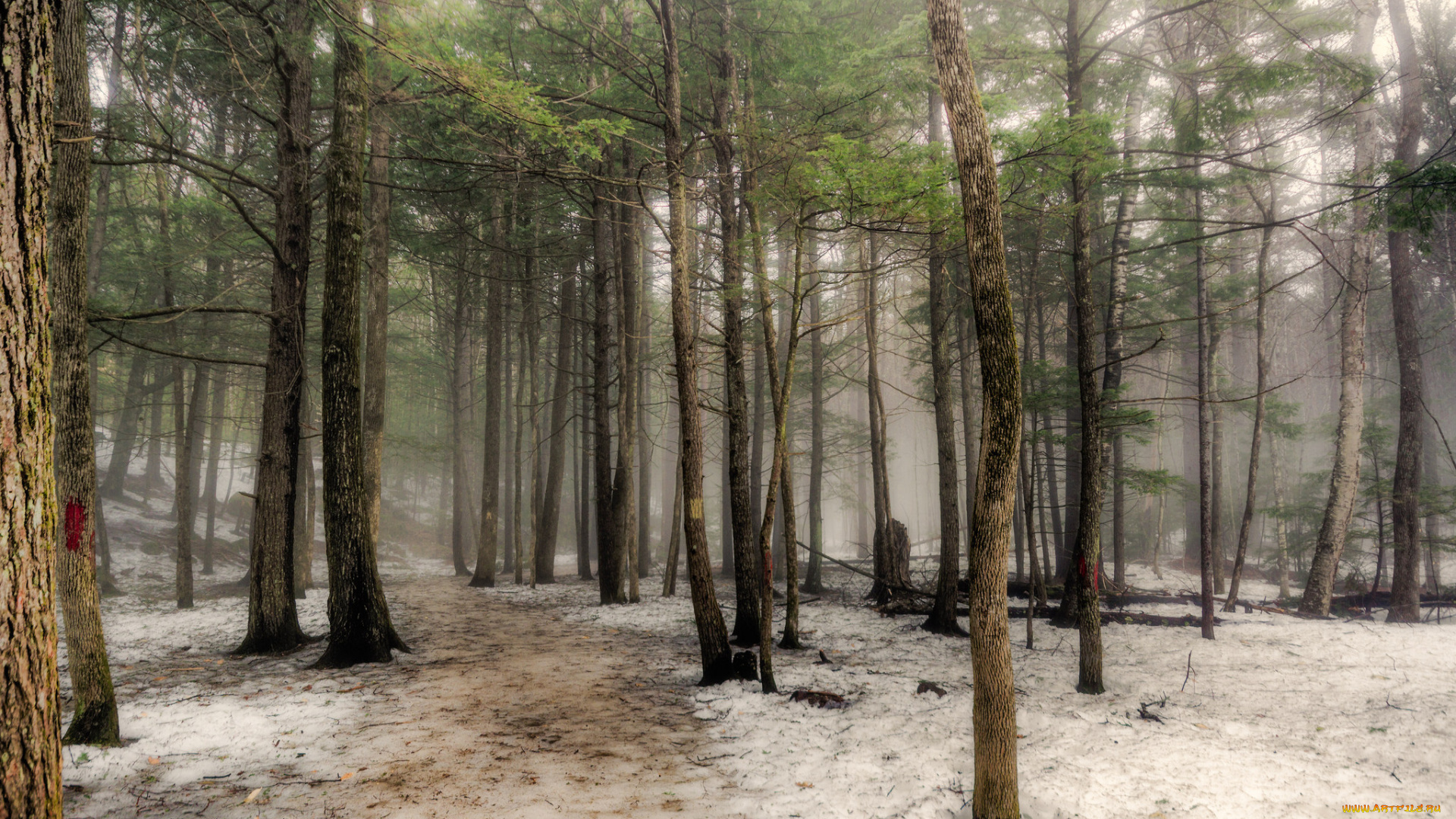 природа, лес, простор