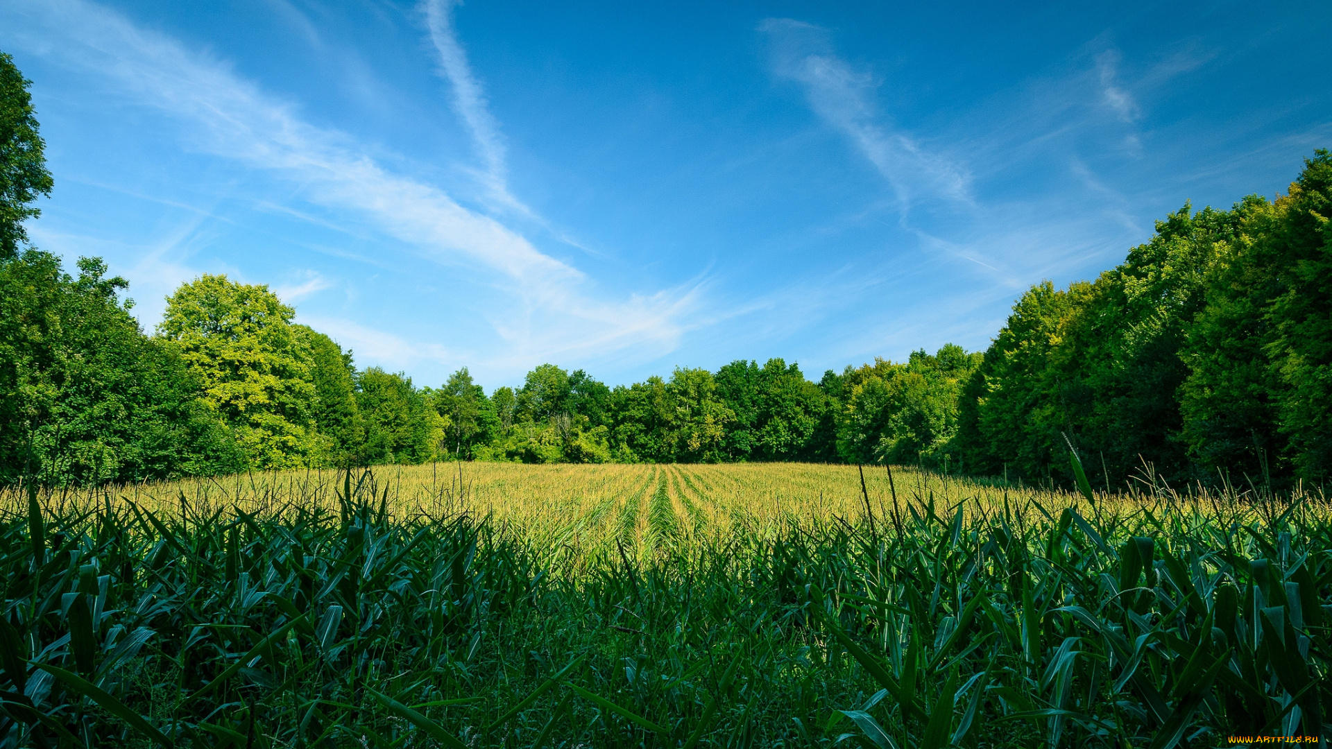 природа, луга, простор