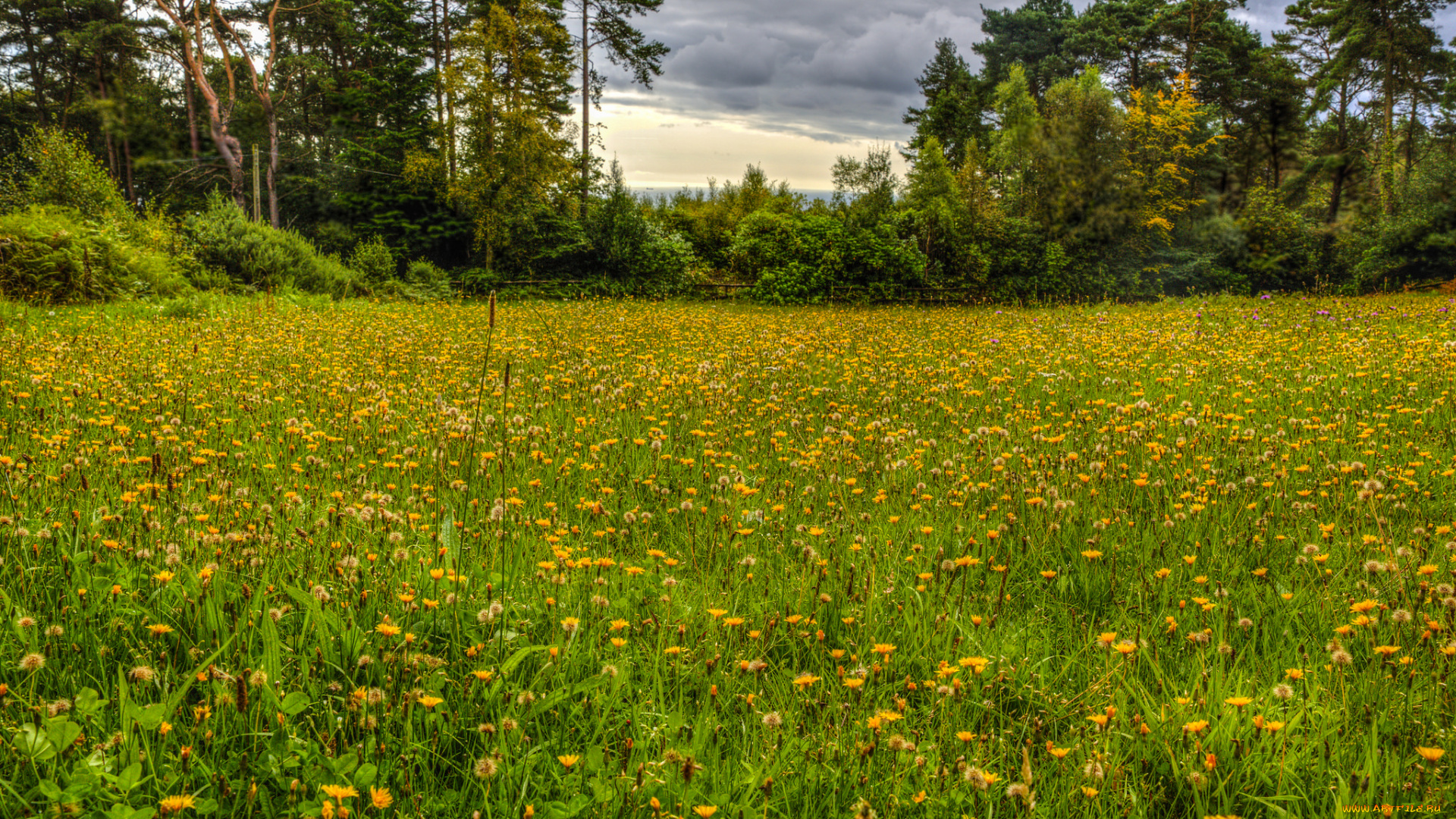 природа, луга, простор