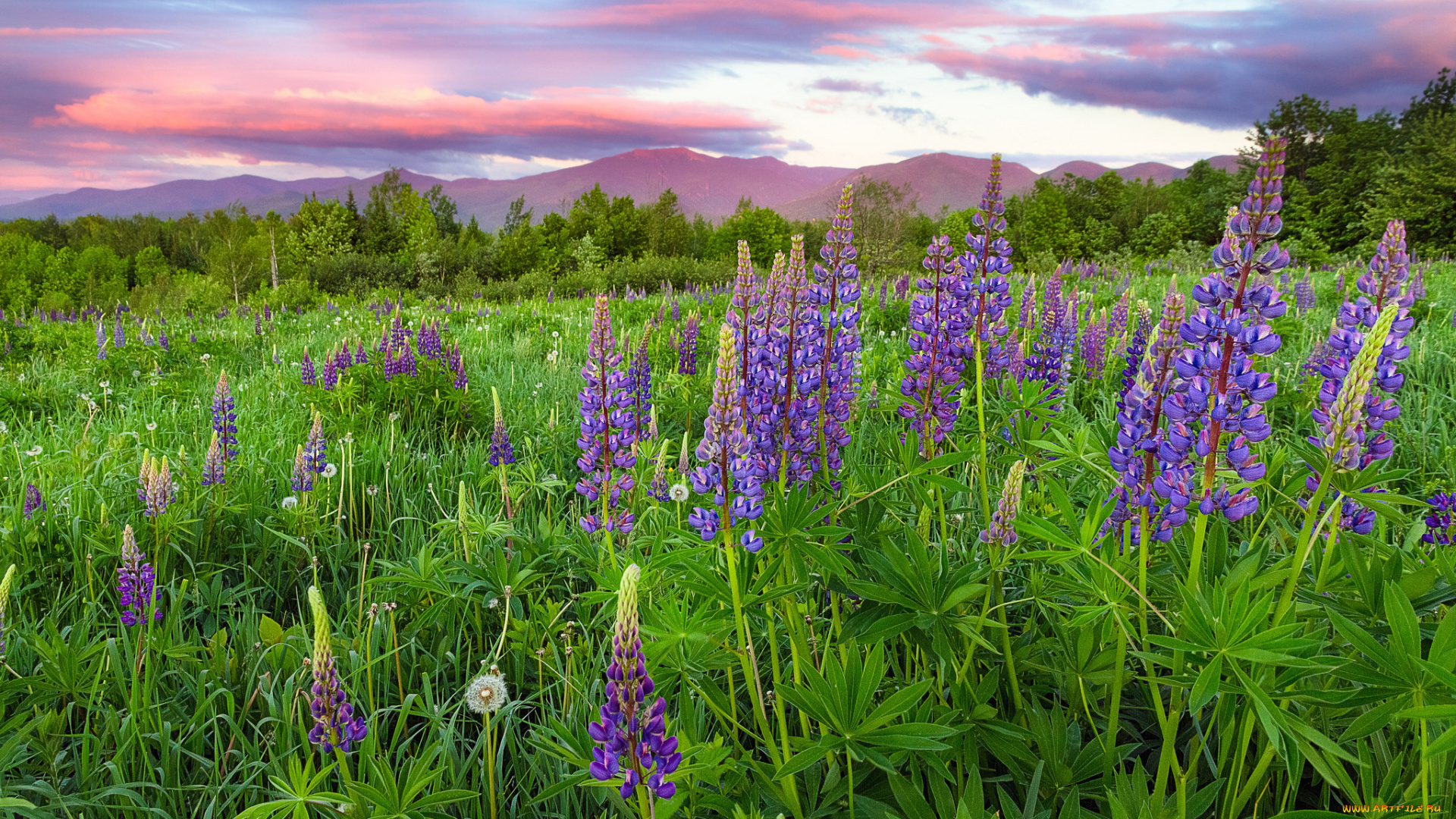 природа, луга, простор