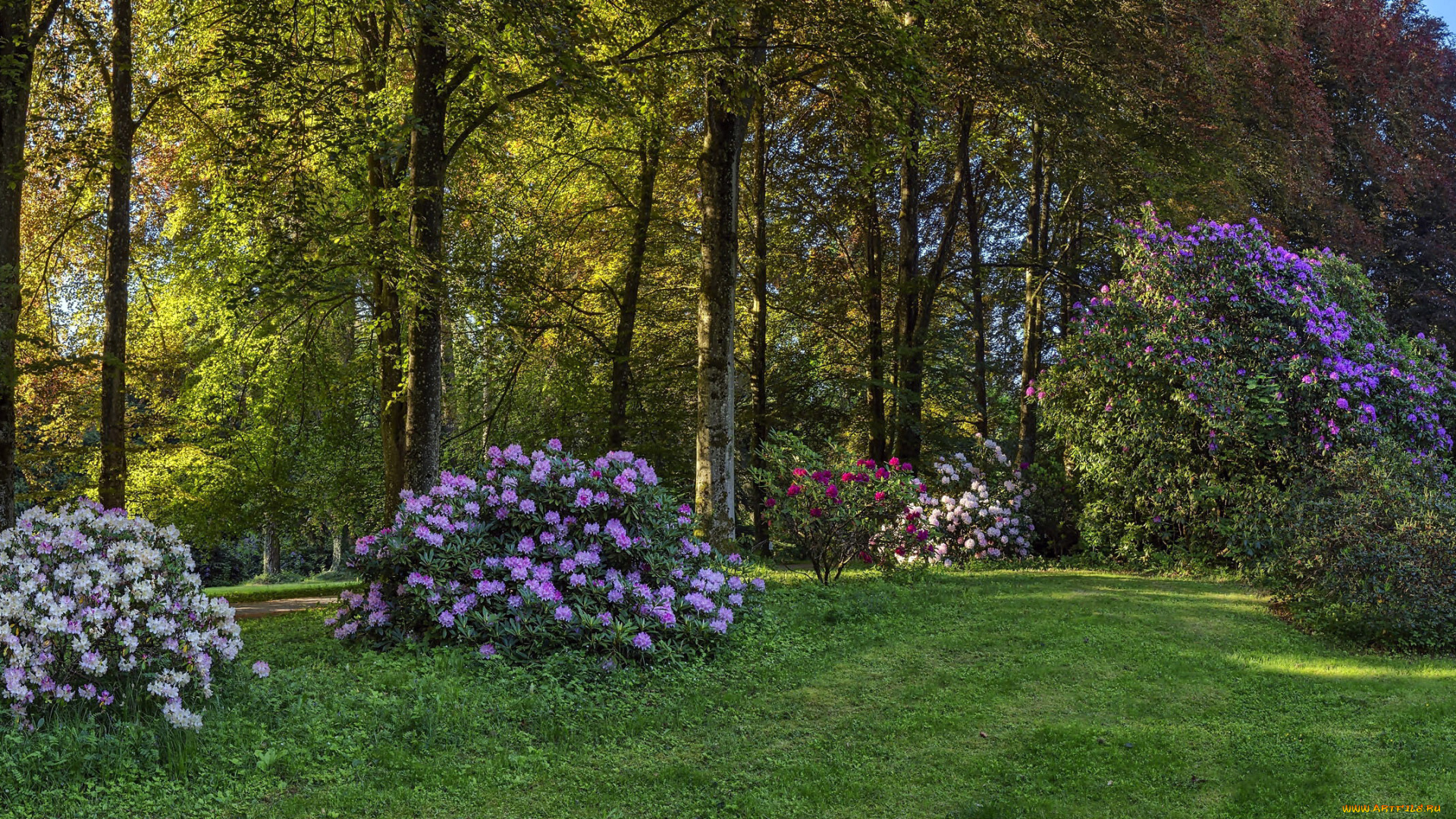 природа, парк, рододендрон, кусты, весна