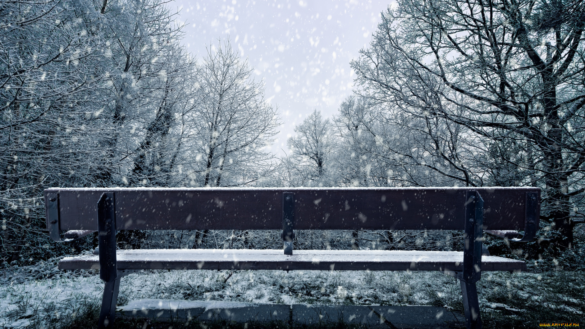 природа, парк, зима