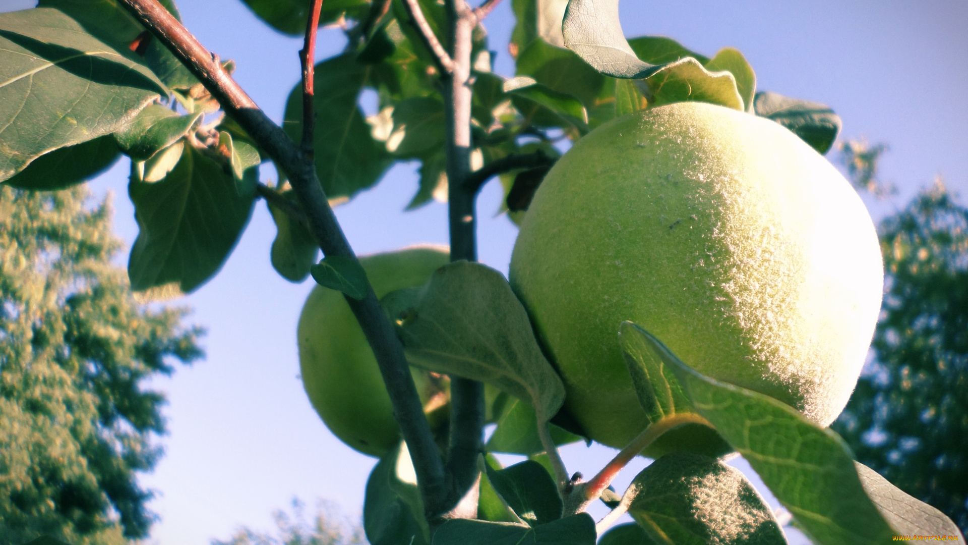 природа, плоды, айва