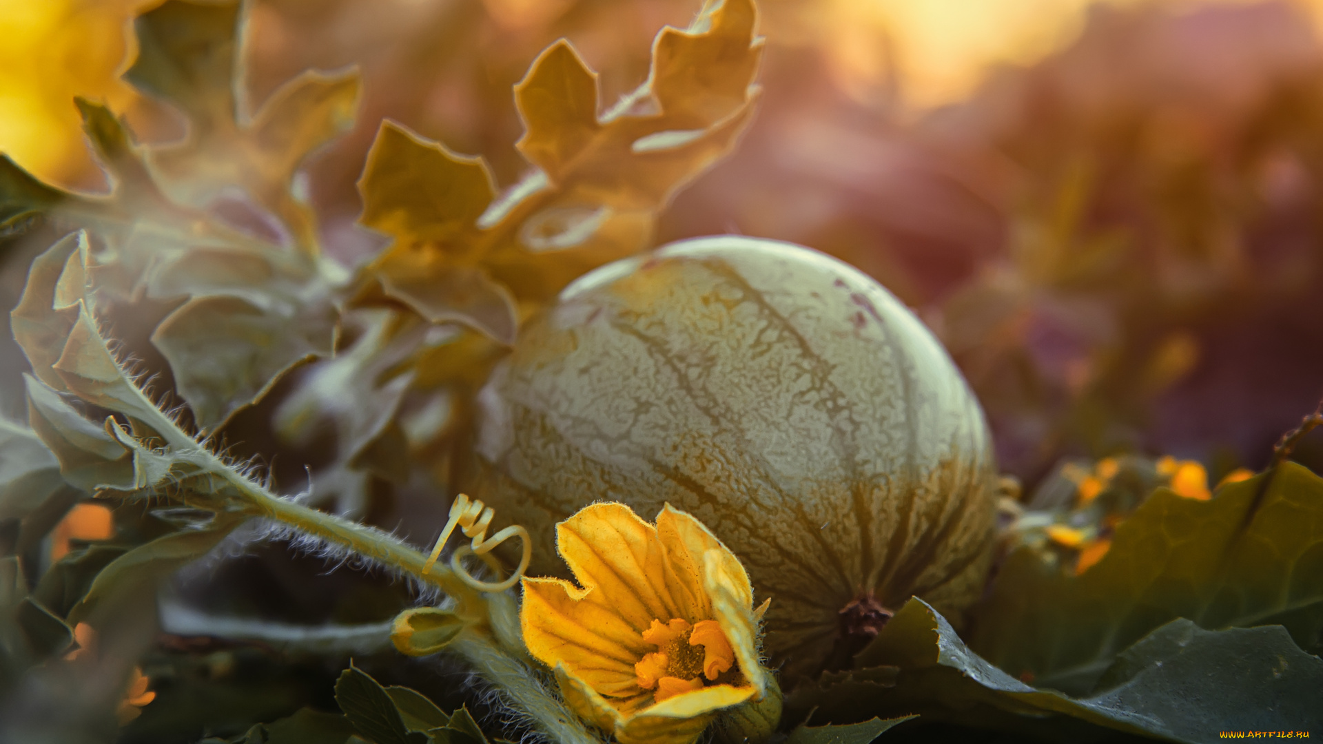 природа, Ягоды, ягода, арбуз, цветок