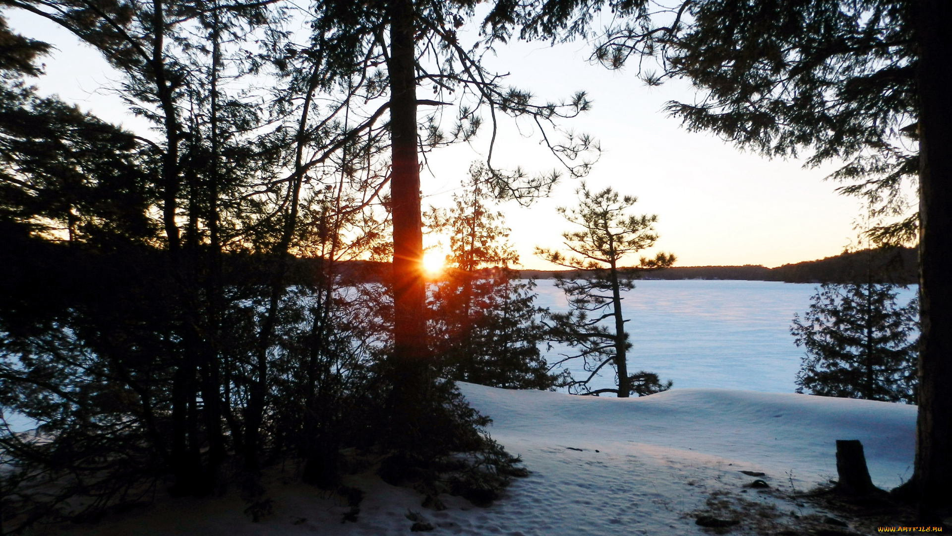 природа, зима, снег, сосны