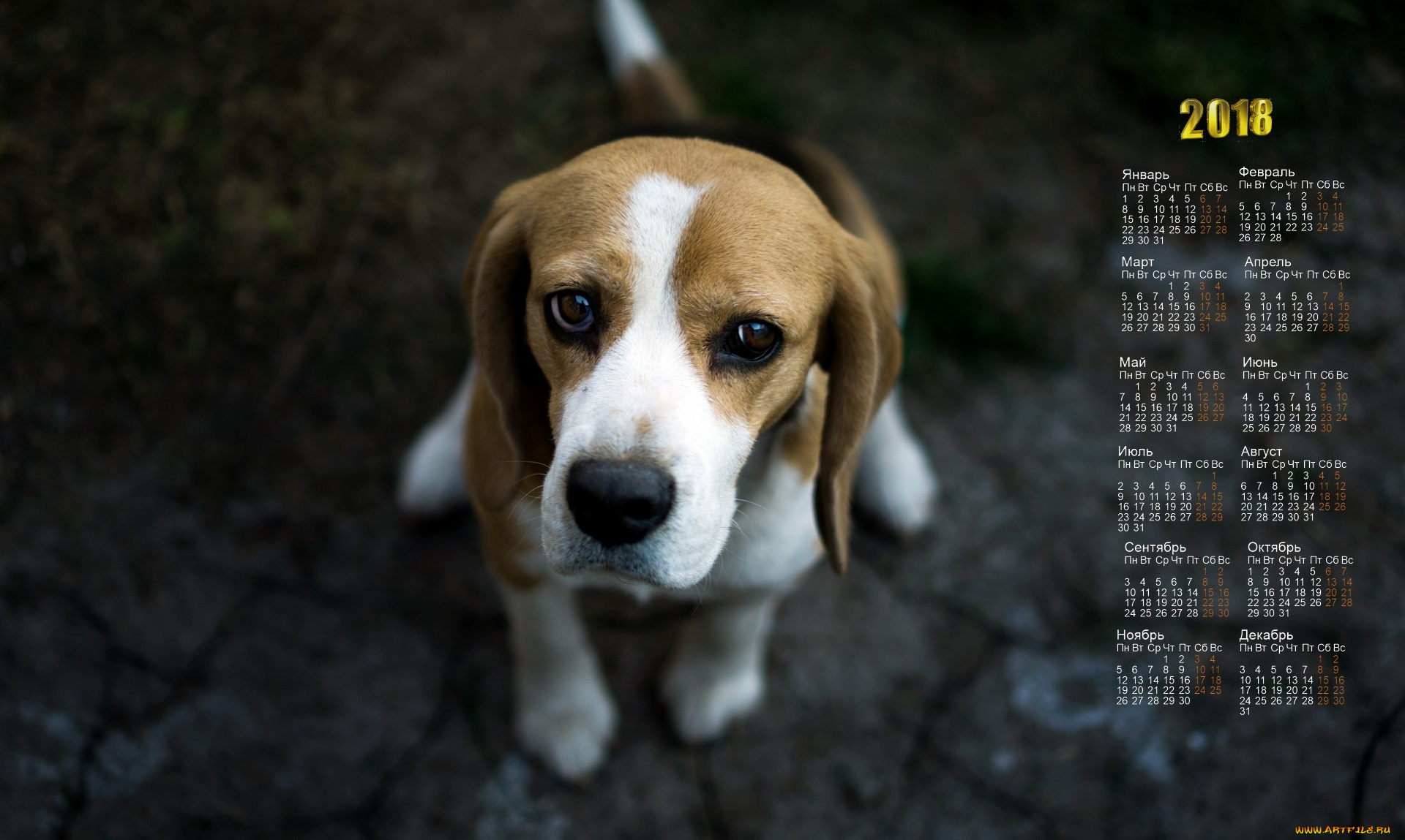 календари, животные, собака, взгляд