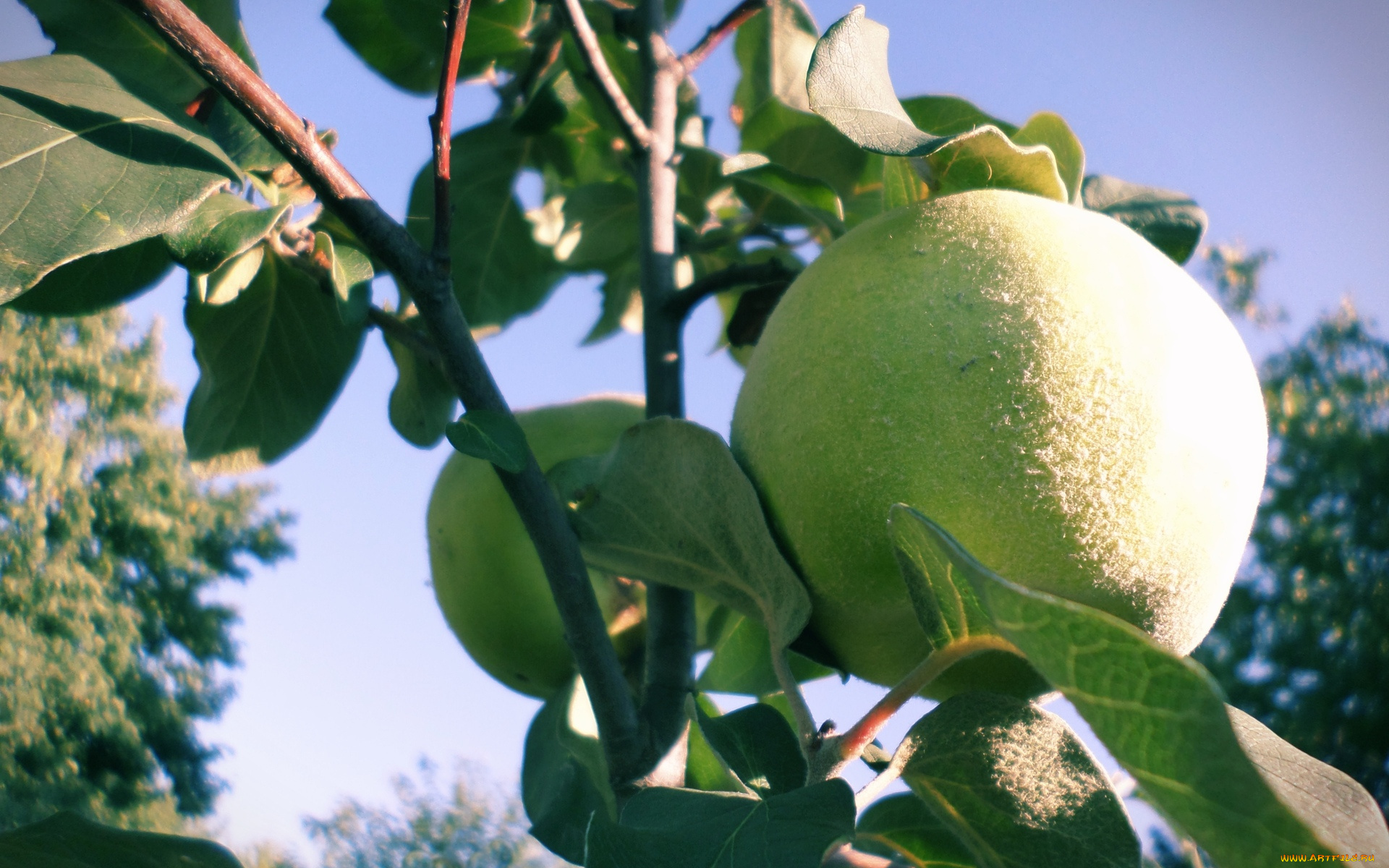 природа, плоды, айва