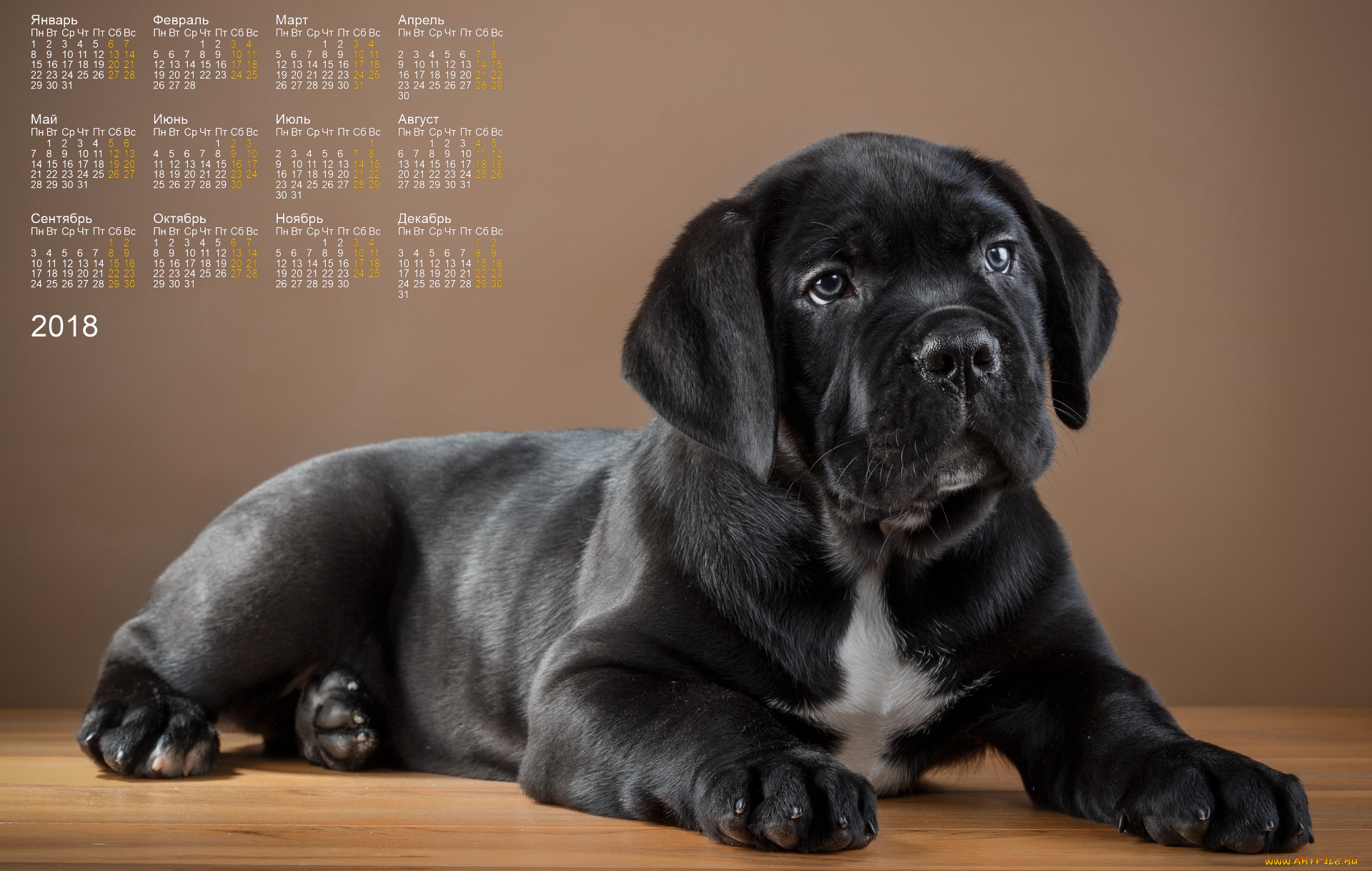 календари, животные, черный, цвет, взгляд