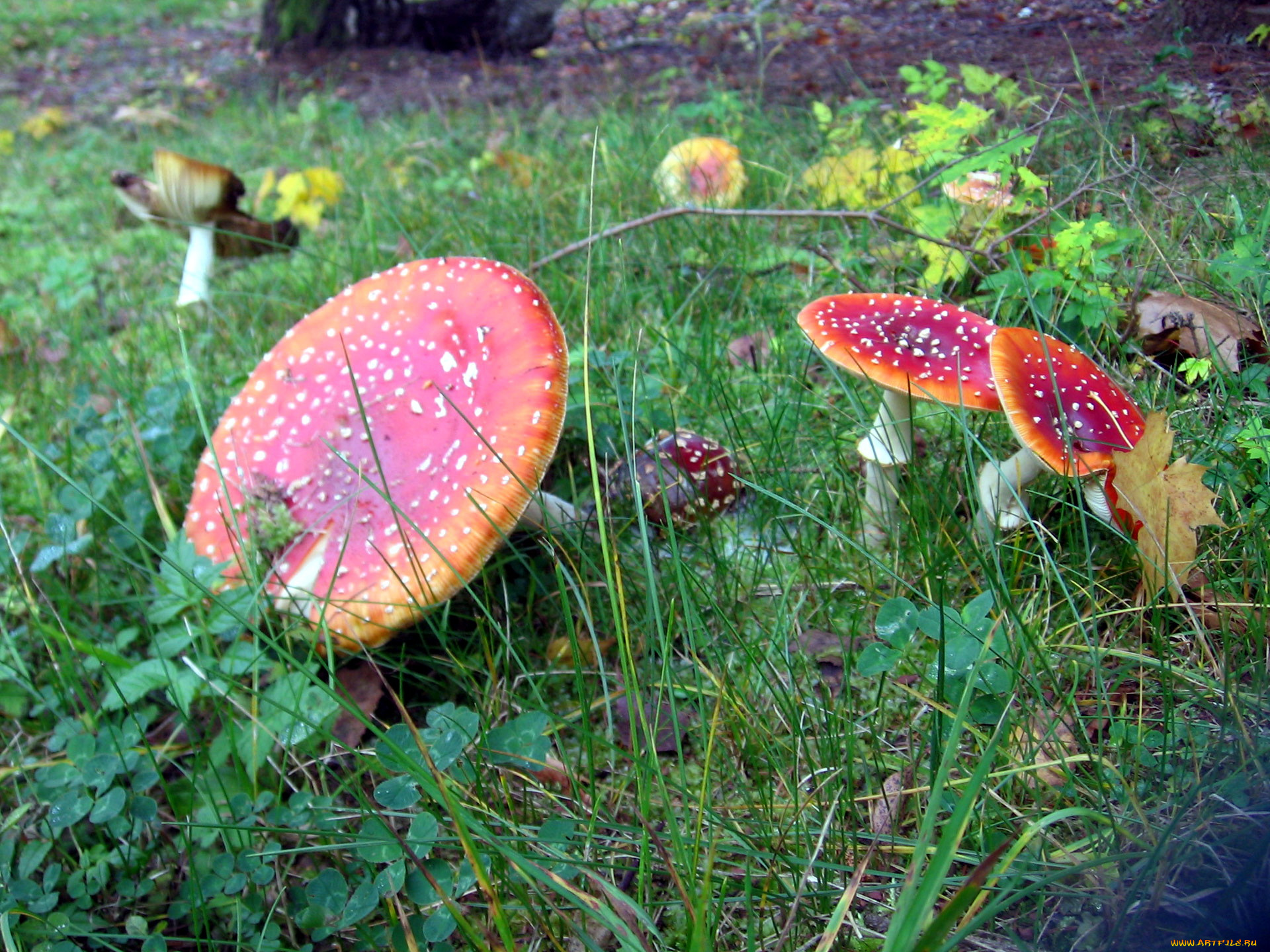 природа, грибы, , мухомор, семейка, грибная