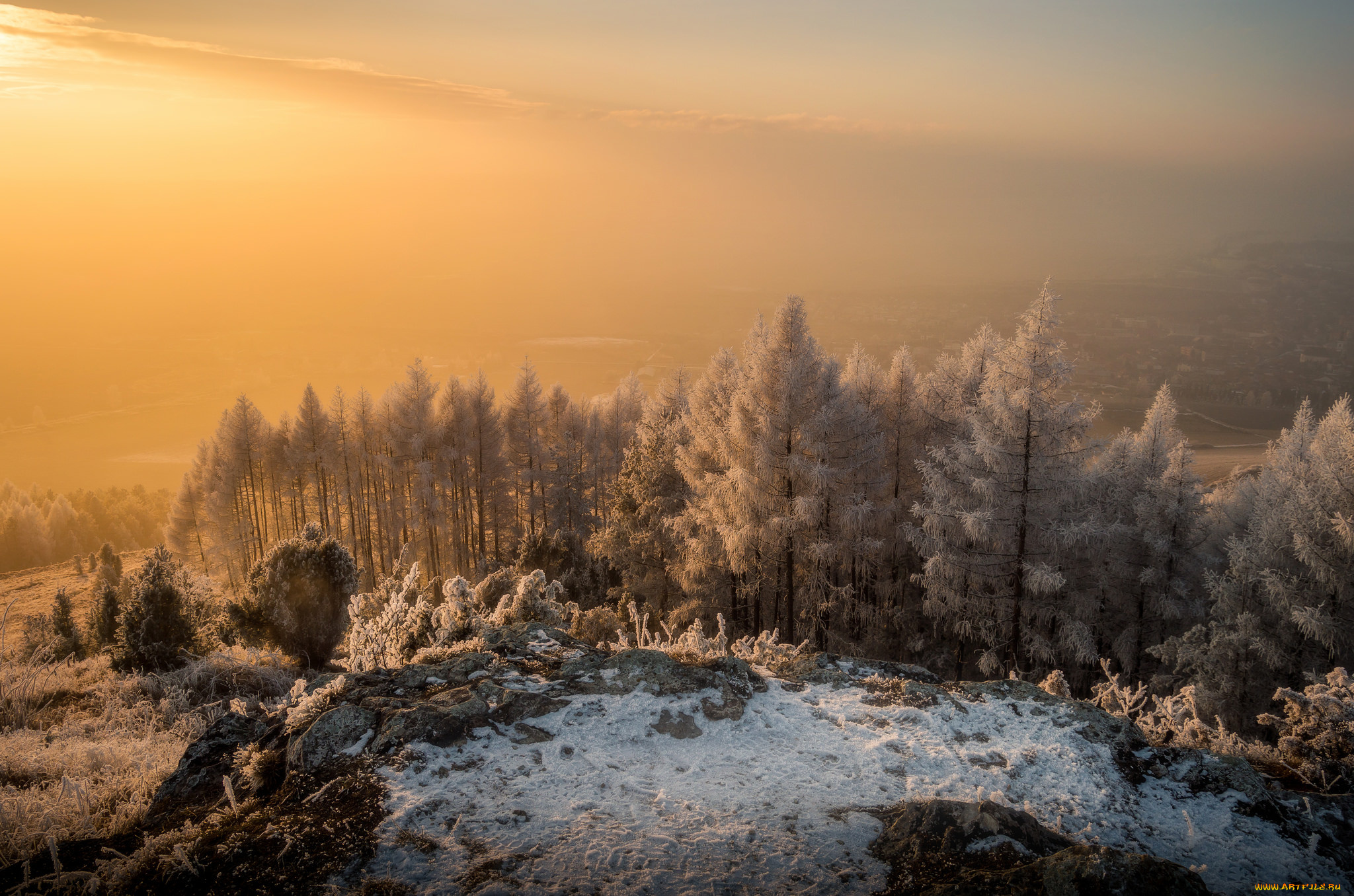 природа, лес, простор