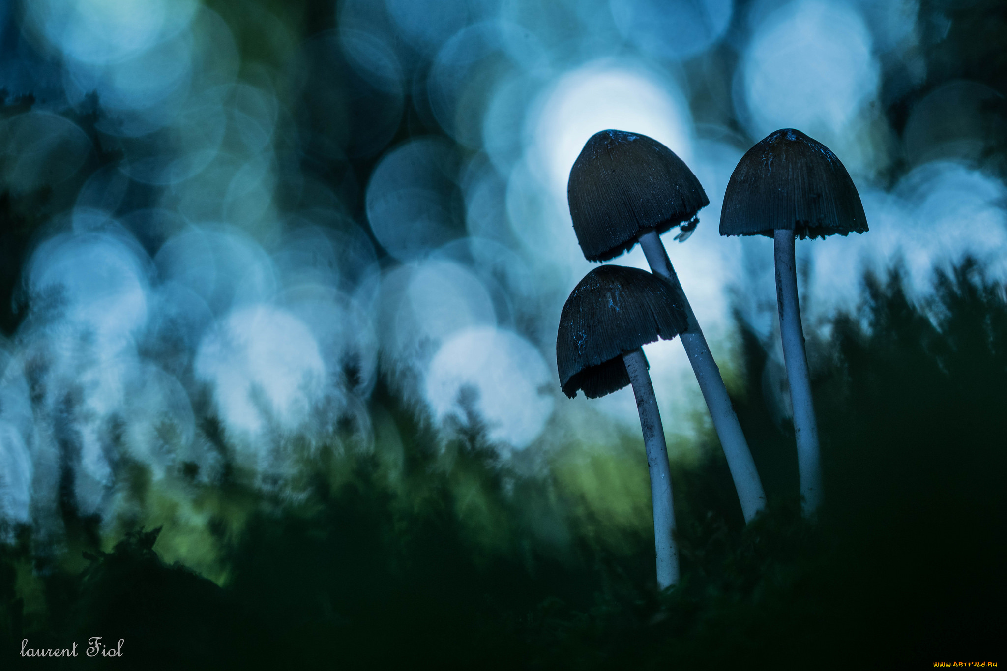 природа, грибы, макро