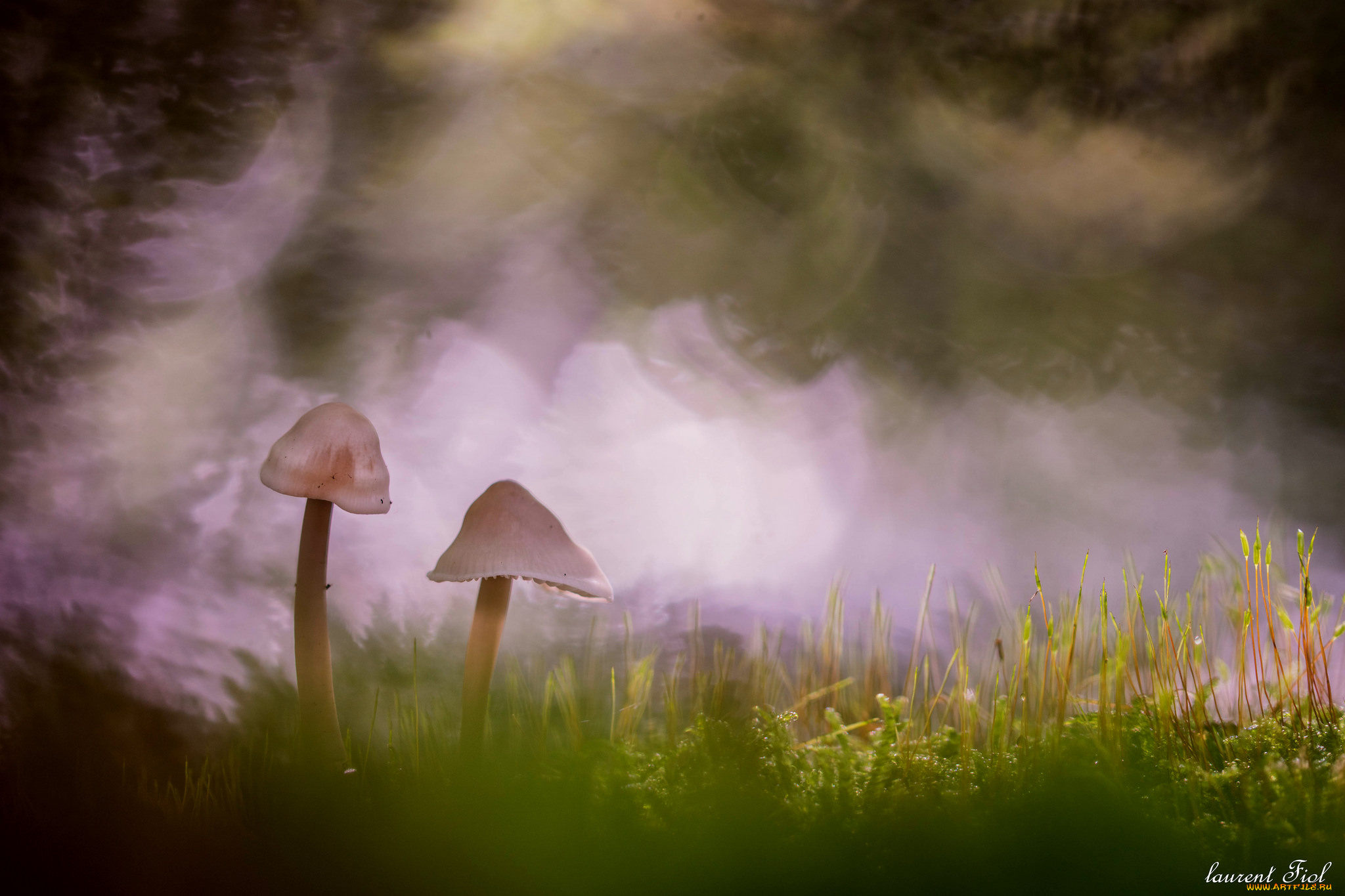 природа, грибы, макро