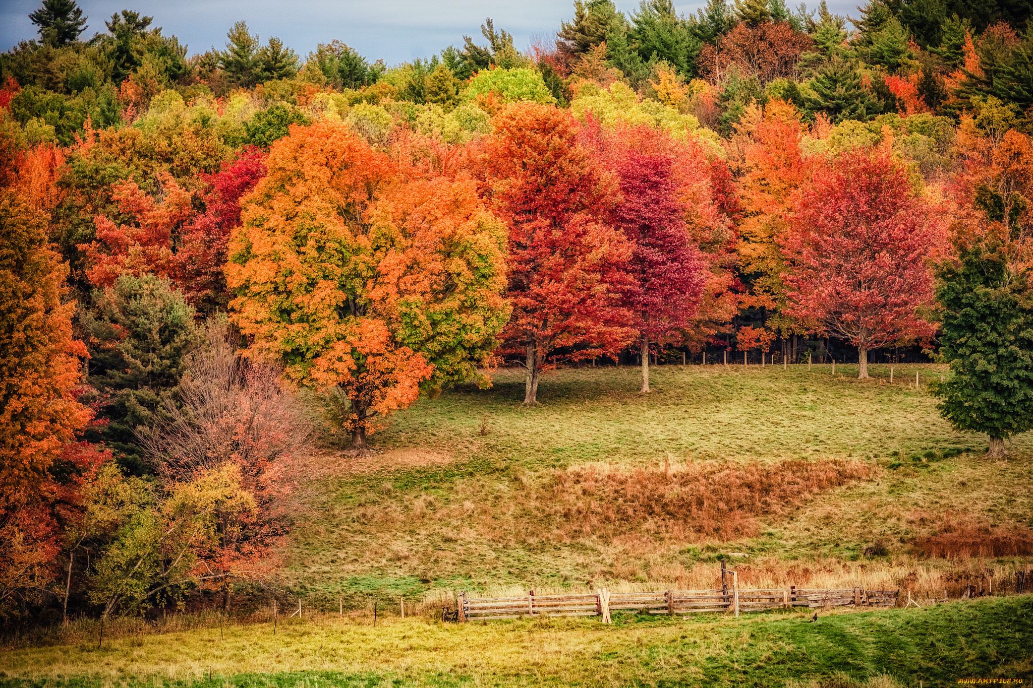 природа, лес, простор