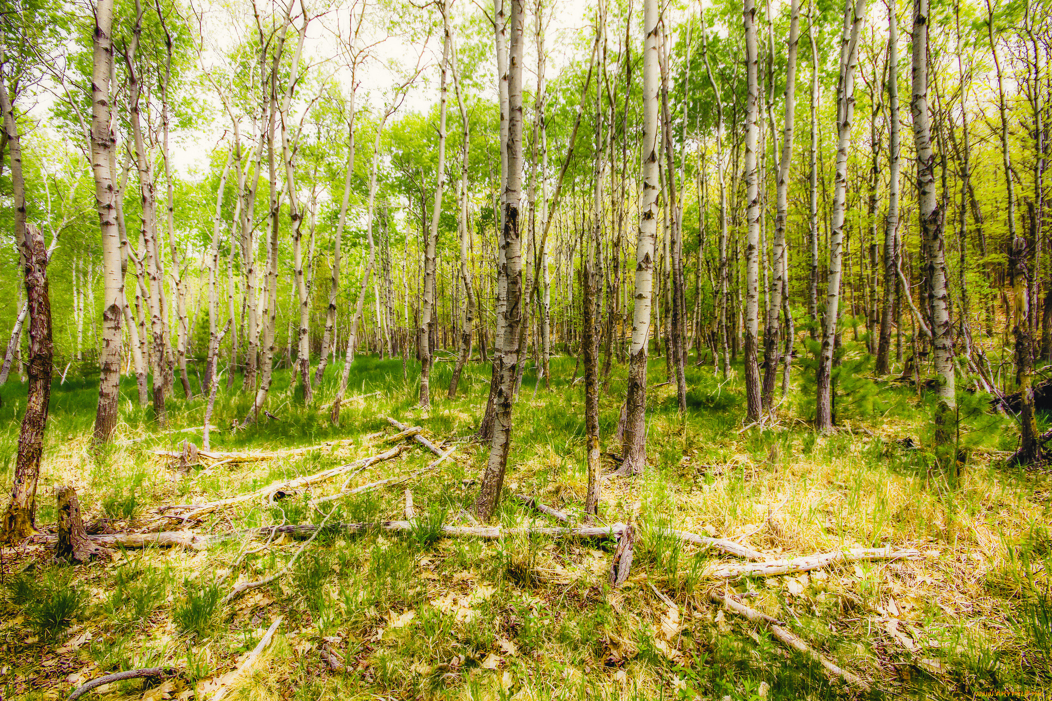 природа, лес, простор