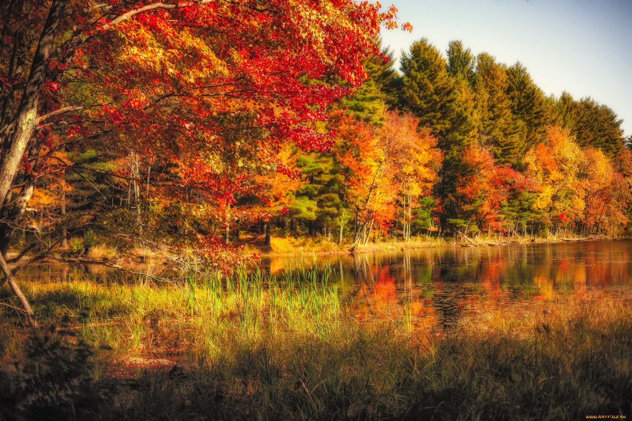 природа, лес, простор