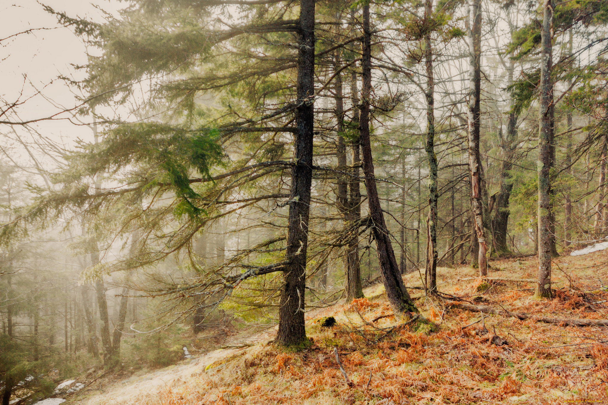 природа, лес, простор