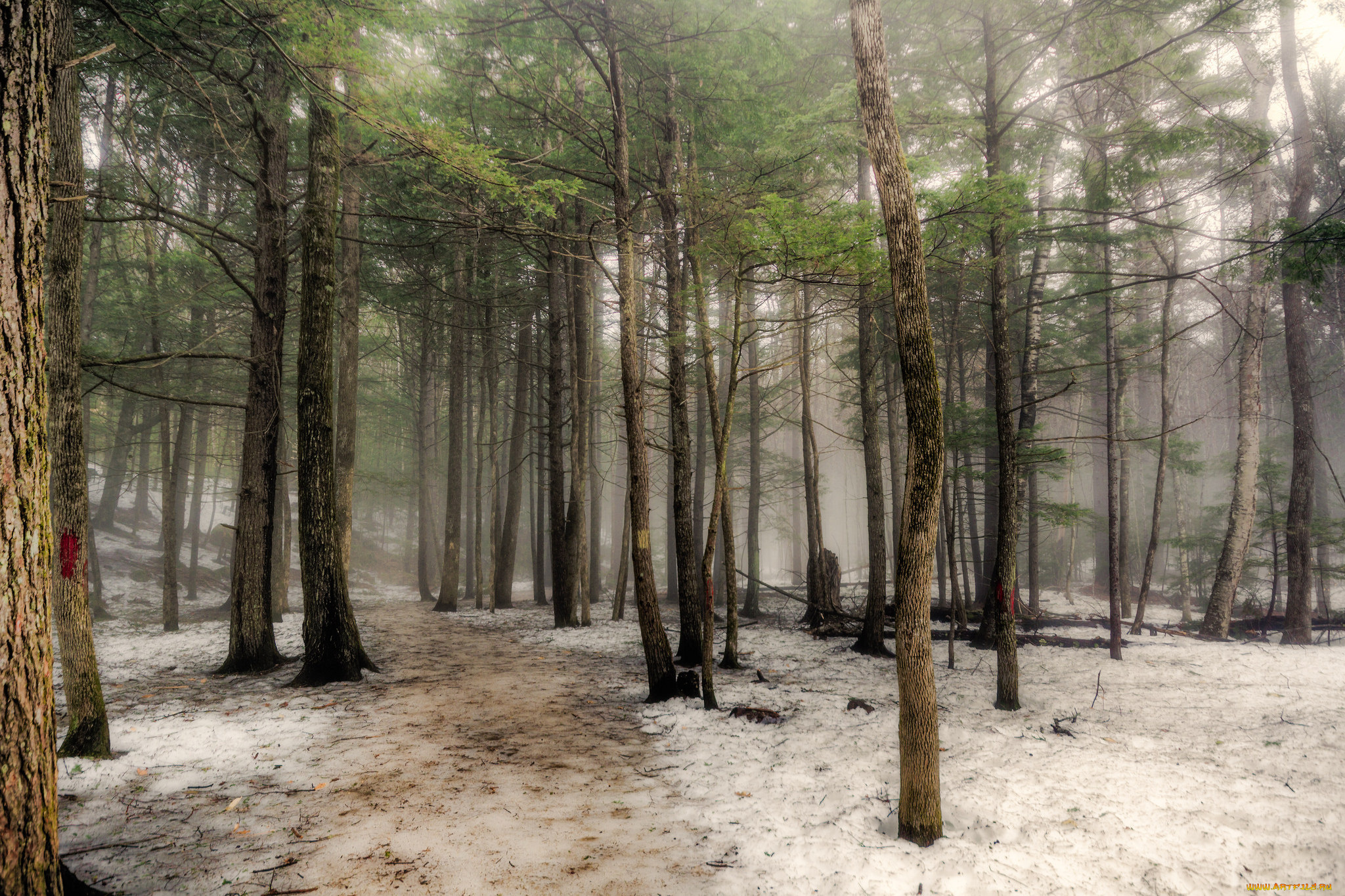 природа, лес, простор