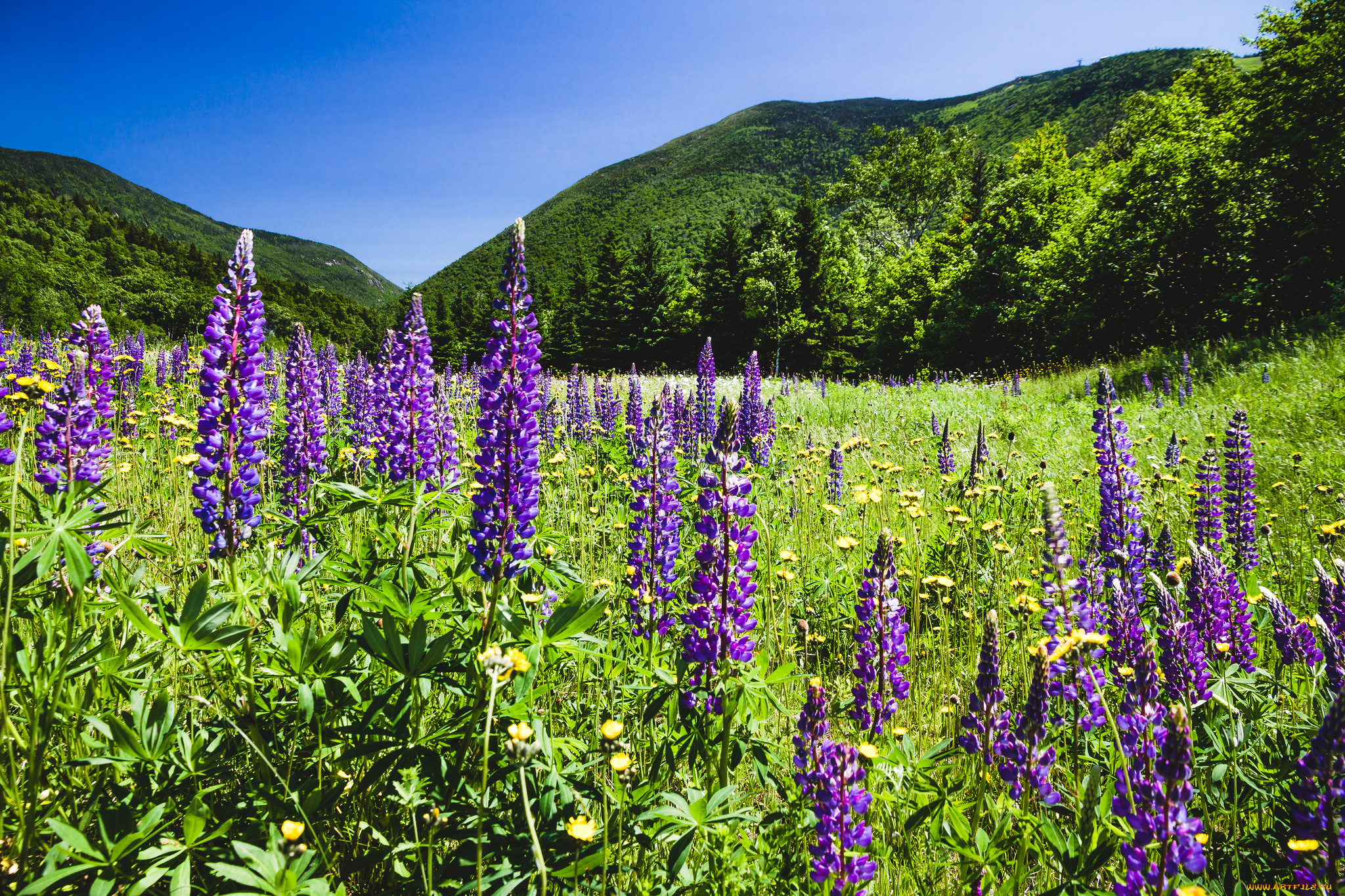 природа, луга, простор