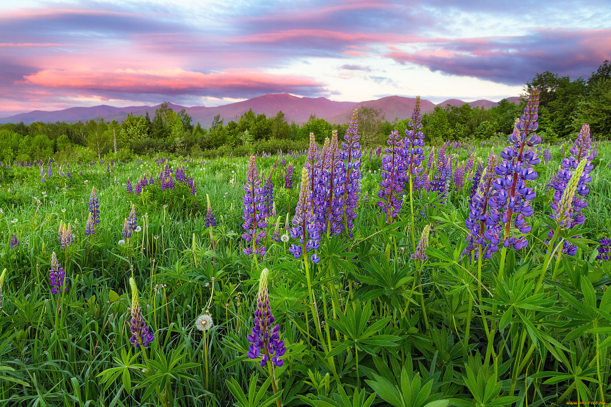 природа, луга, простор