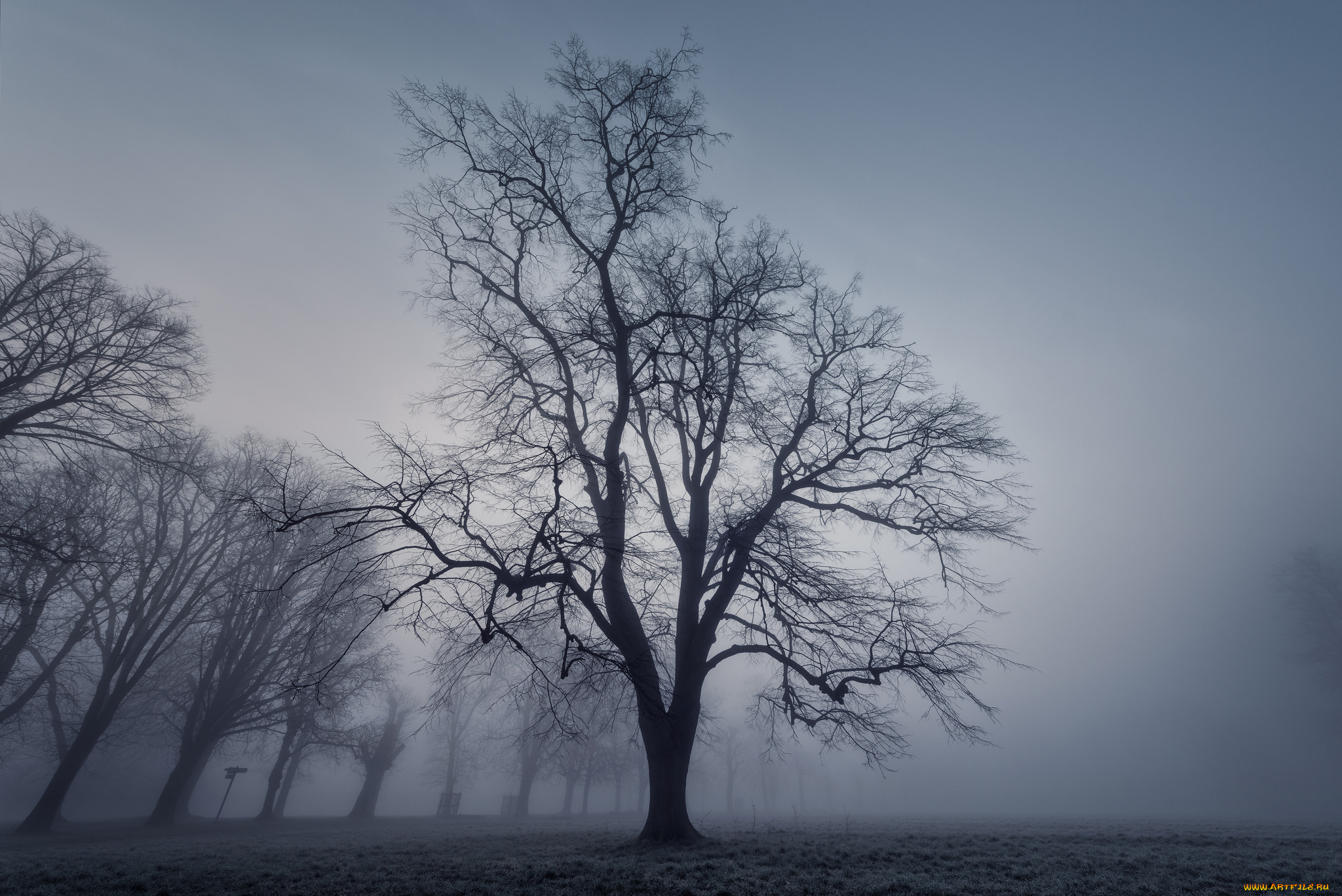 природа, деревья, дерево