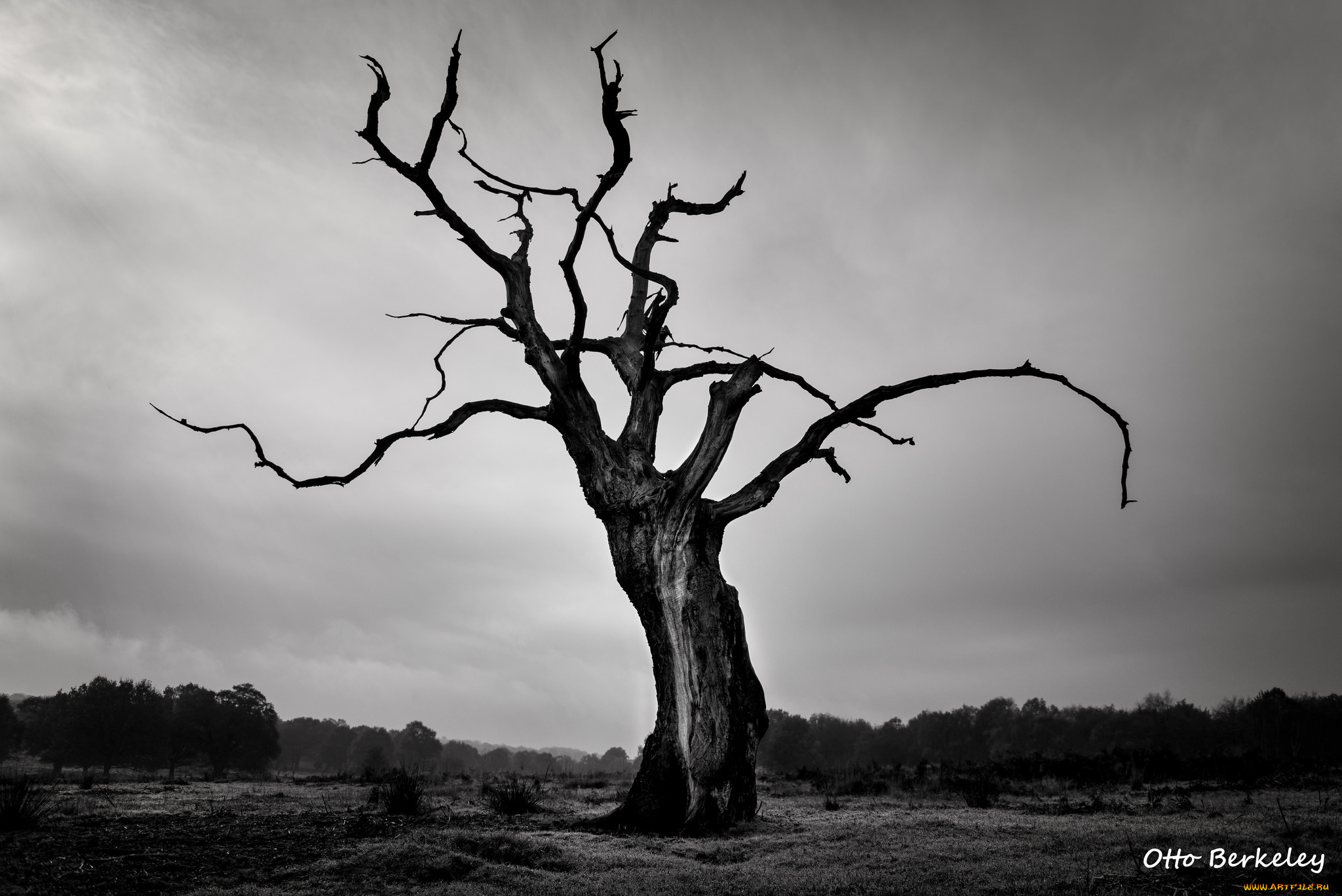 природа, деревья, коряга