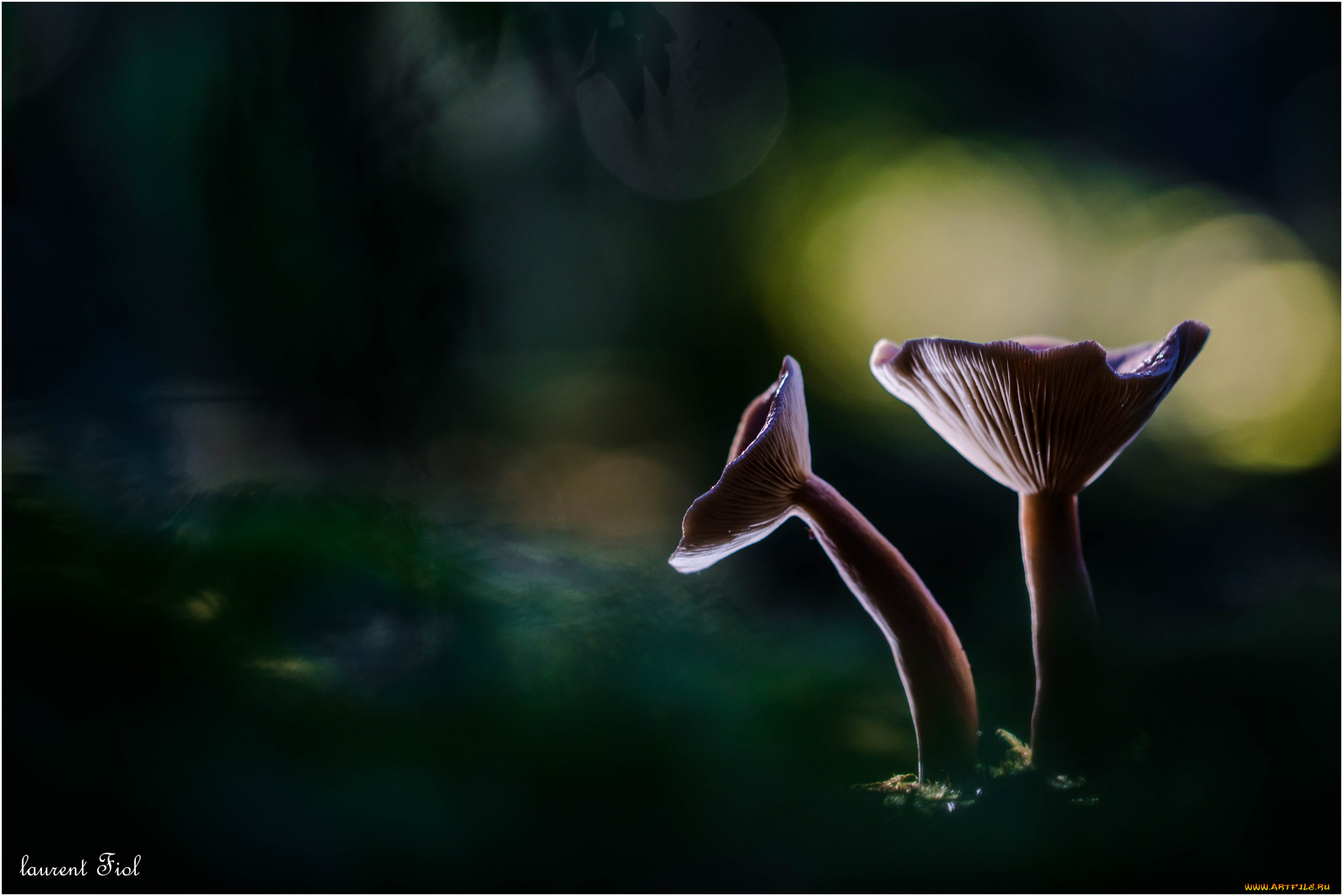 природа, грибы, макро