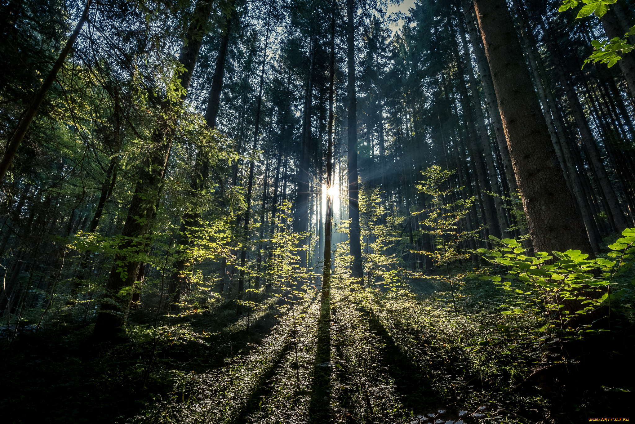 природа, лес, простор