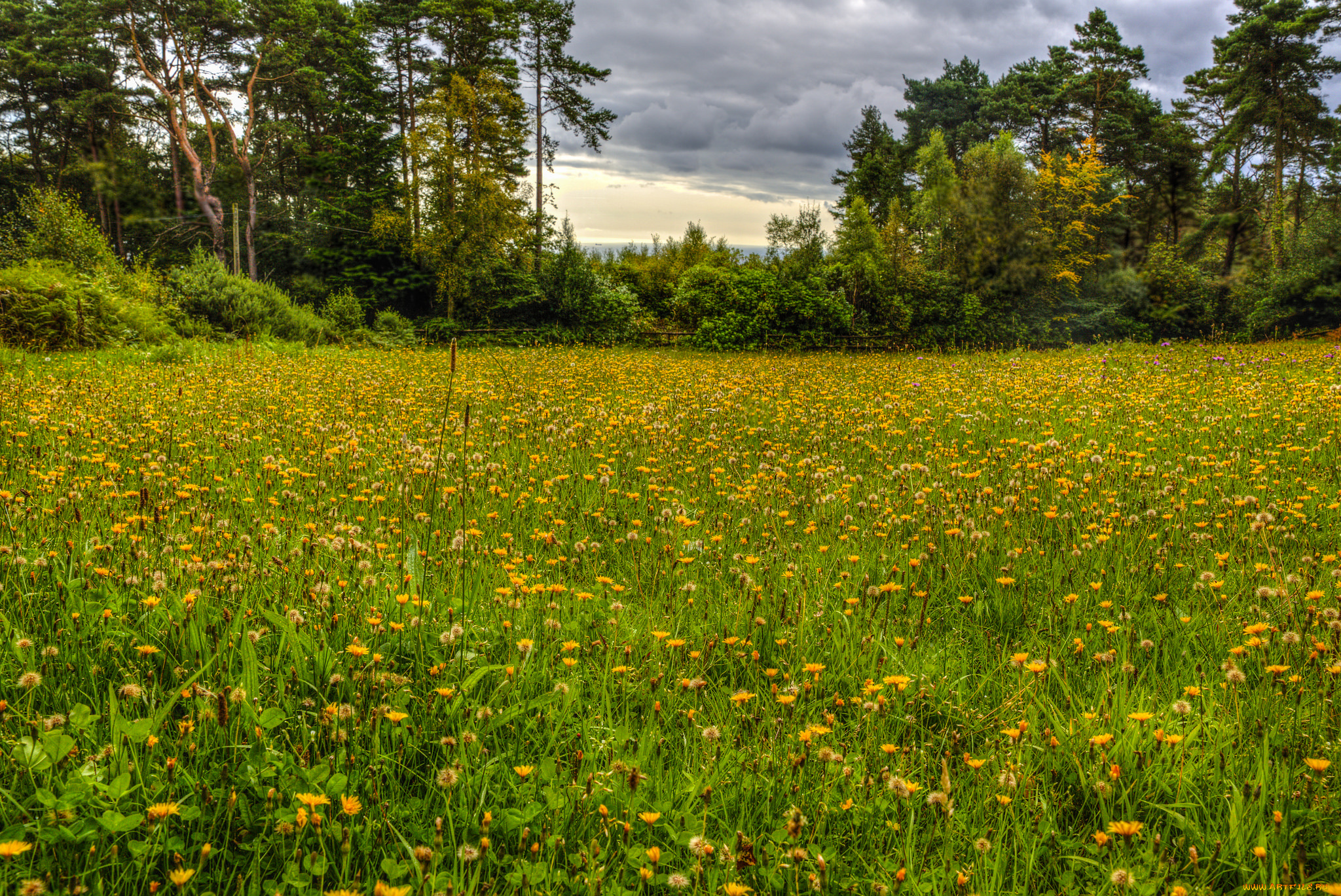 природа, луга, простор