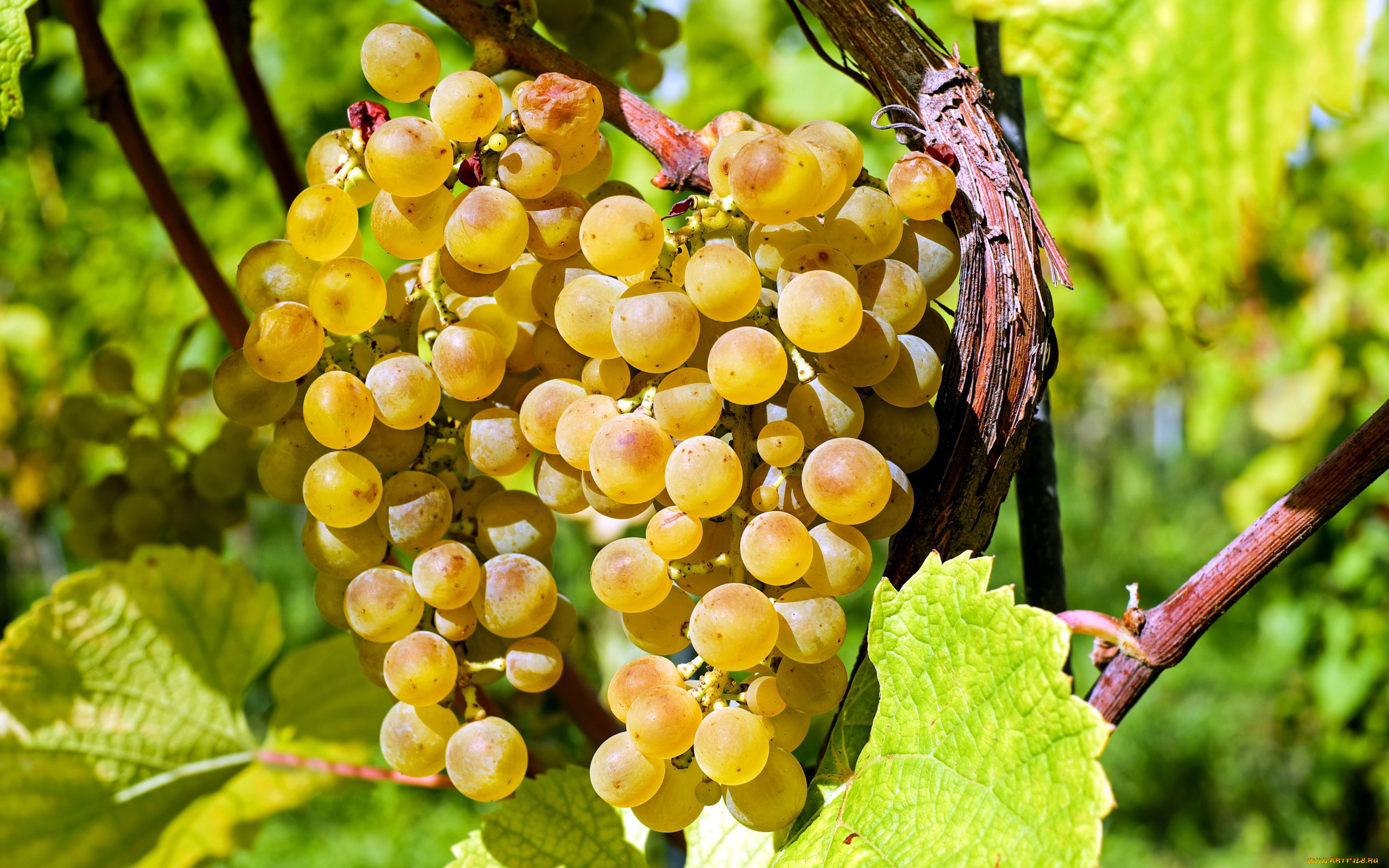природа, Ягоды, , виноград, гроздья, ягоды