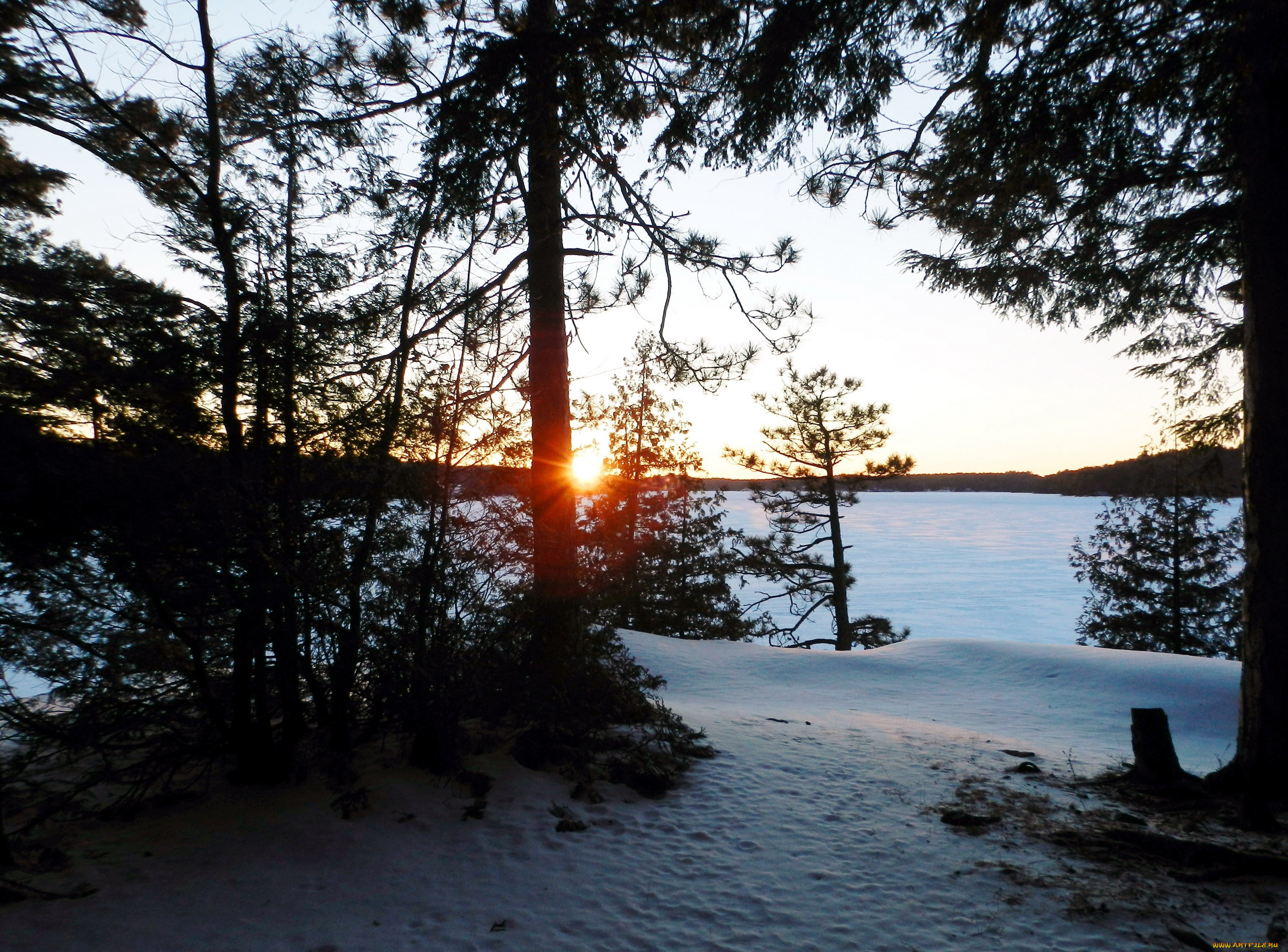 природа, зима, снег, сосны