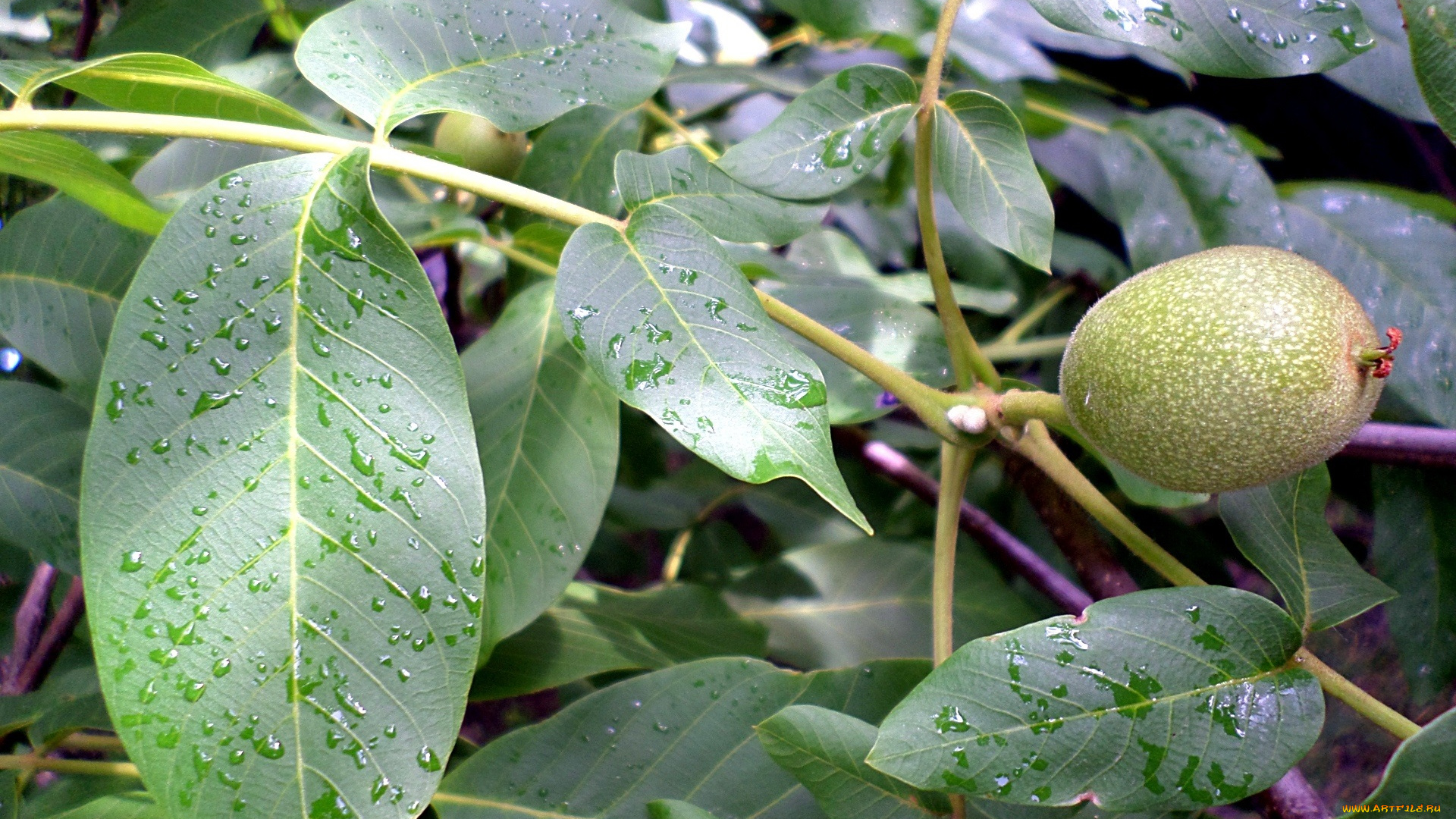 природа, плоды, орех, листья, ветка