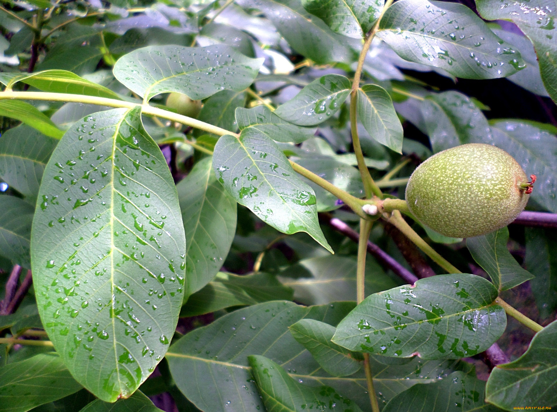 природа, плоды, орех, листья, ветка