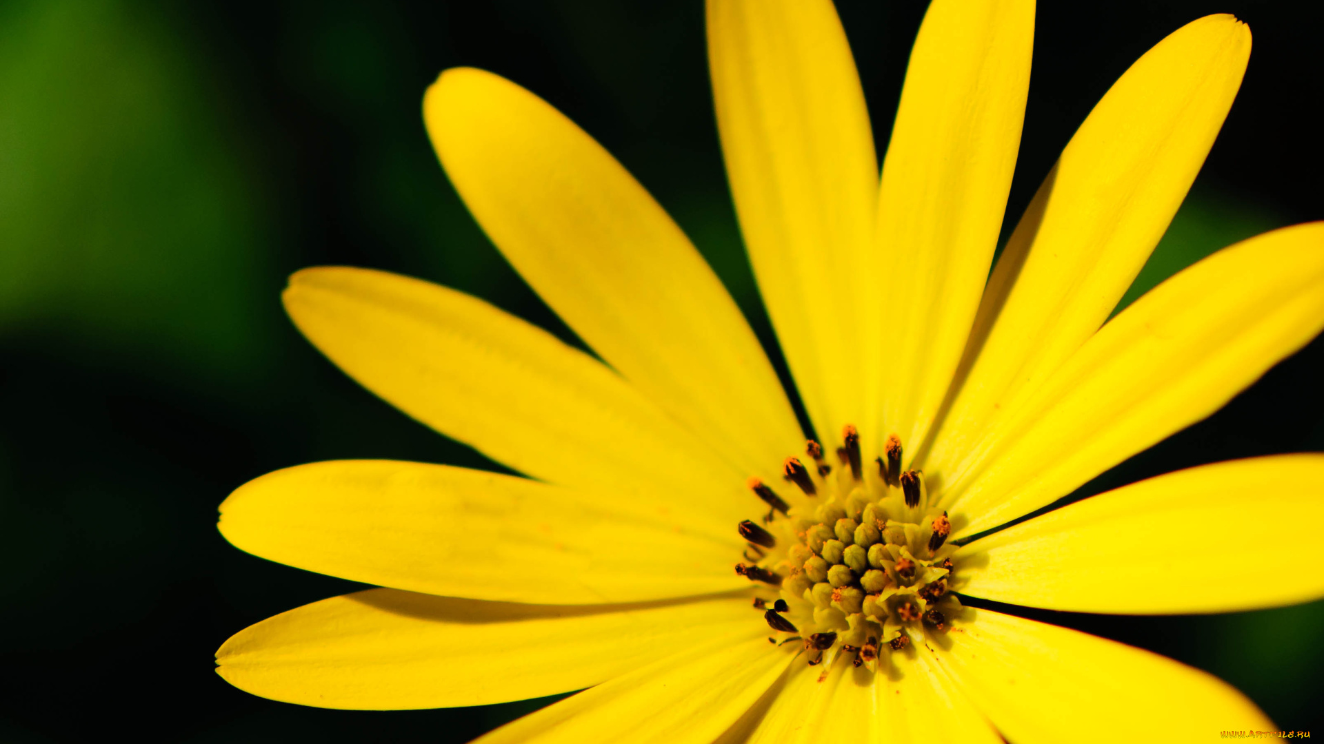 цветы, космея, лепестки, желтый