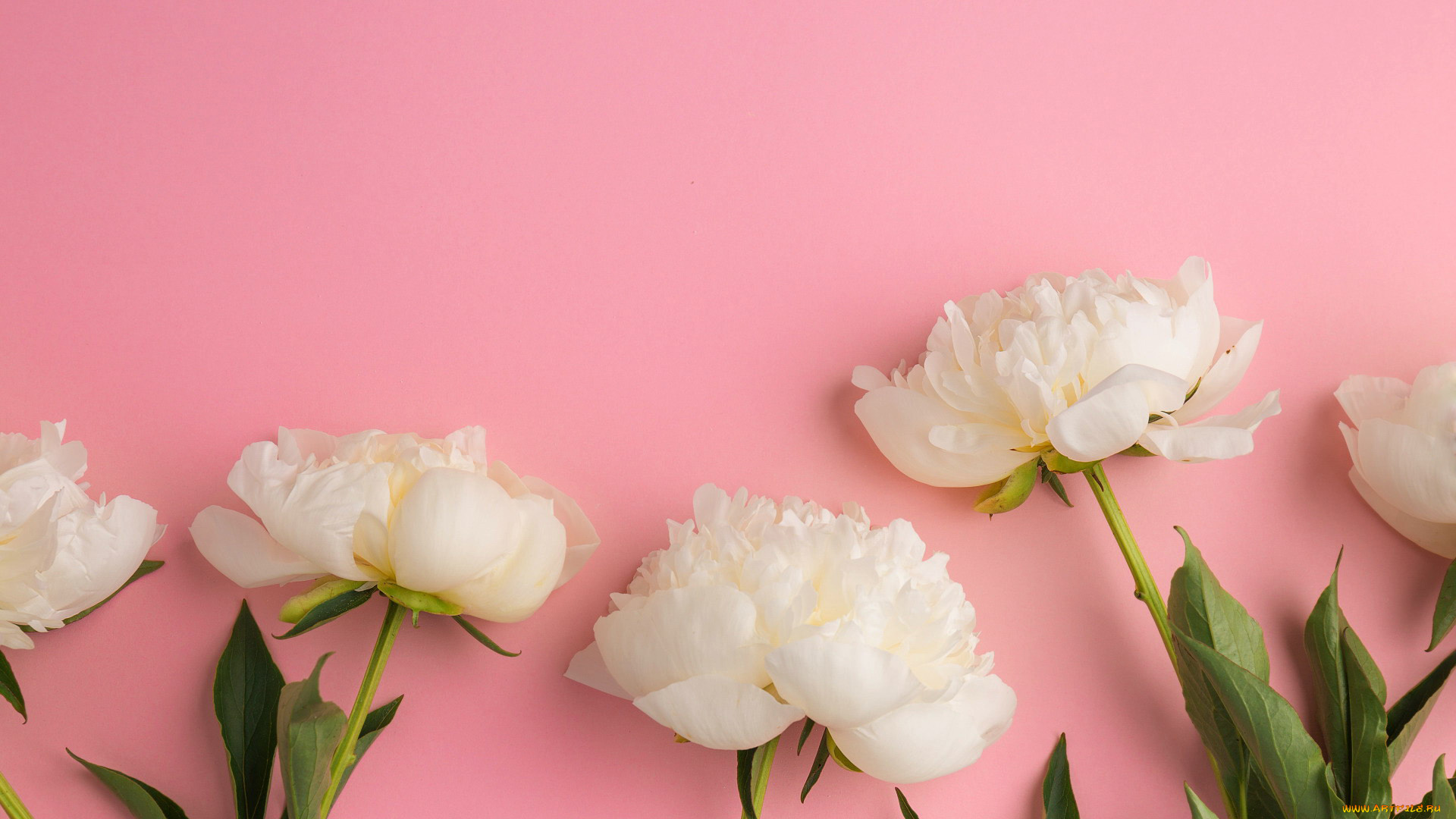 цветы, пионы, белый