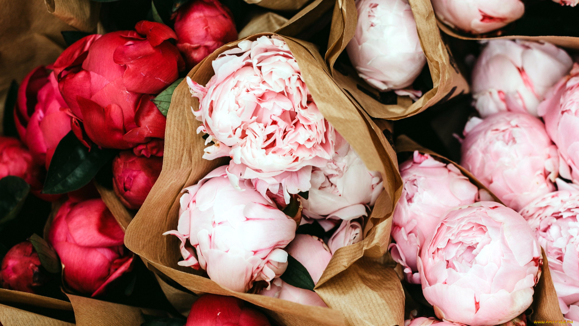 цветы, пионы, бутоны