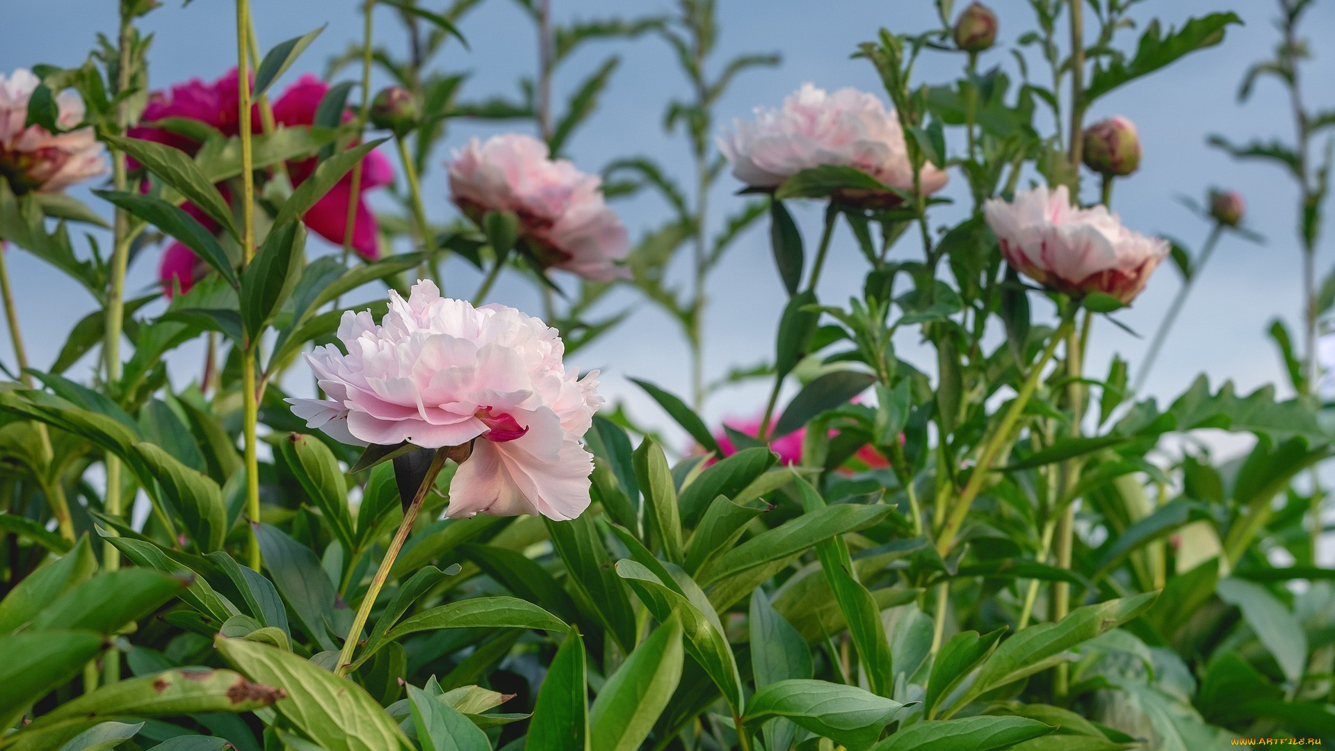 цветы, пионы, куст