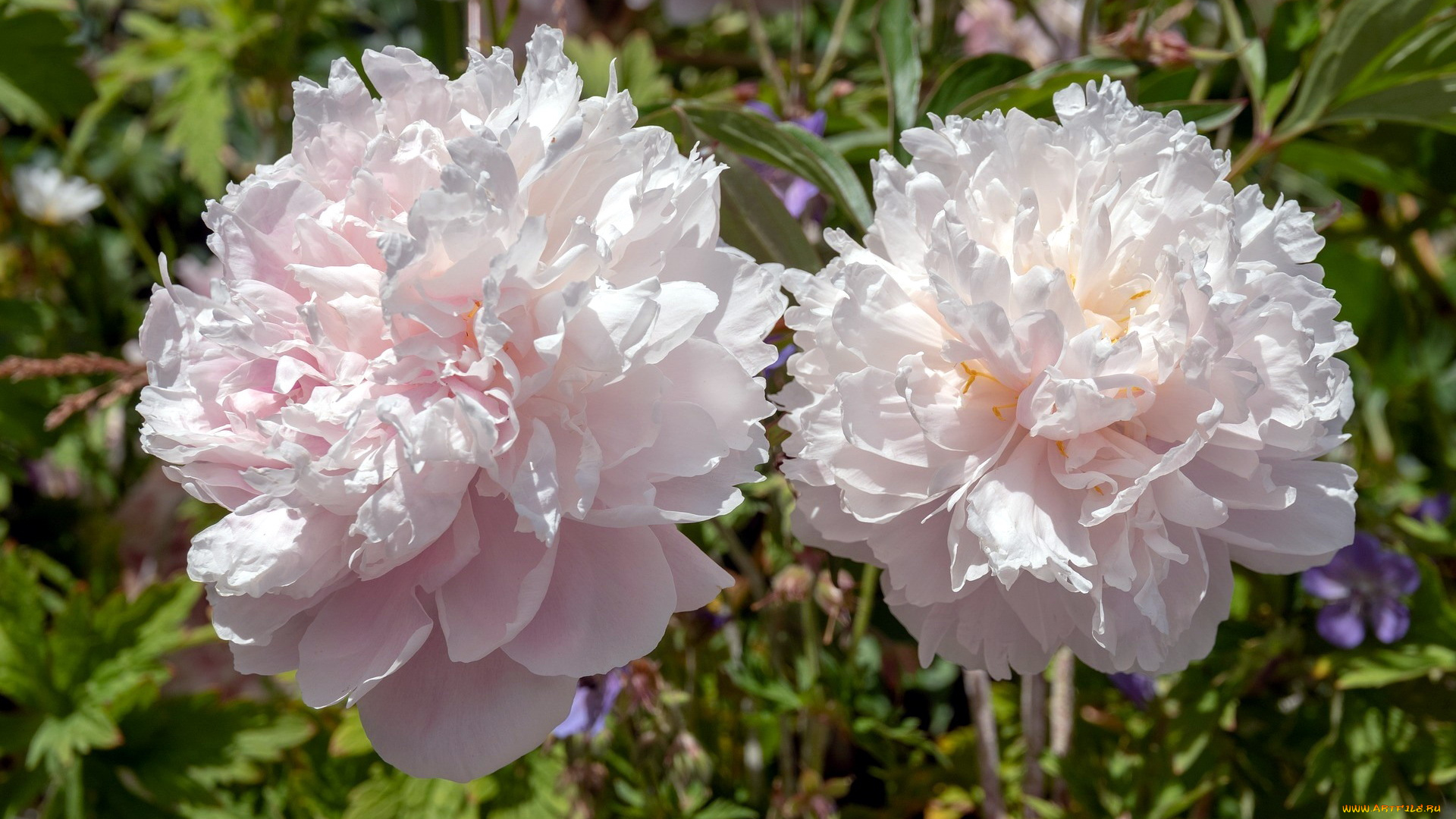 цветы, пионы, макро