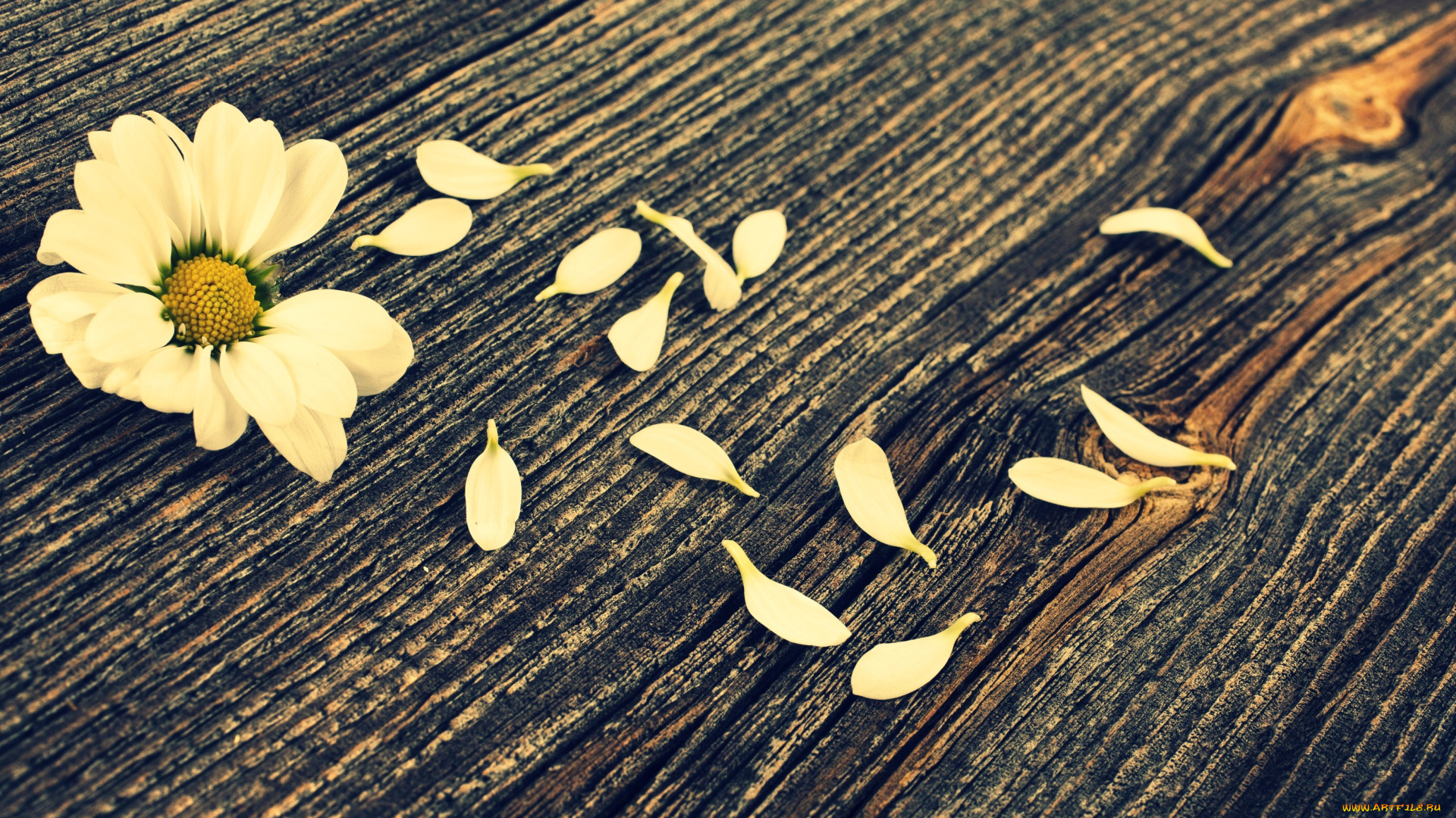 цветы, ромашки, лепестки, белый, цветок