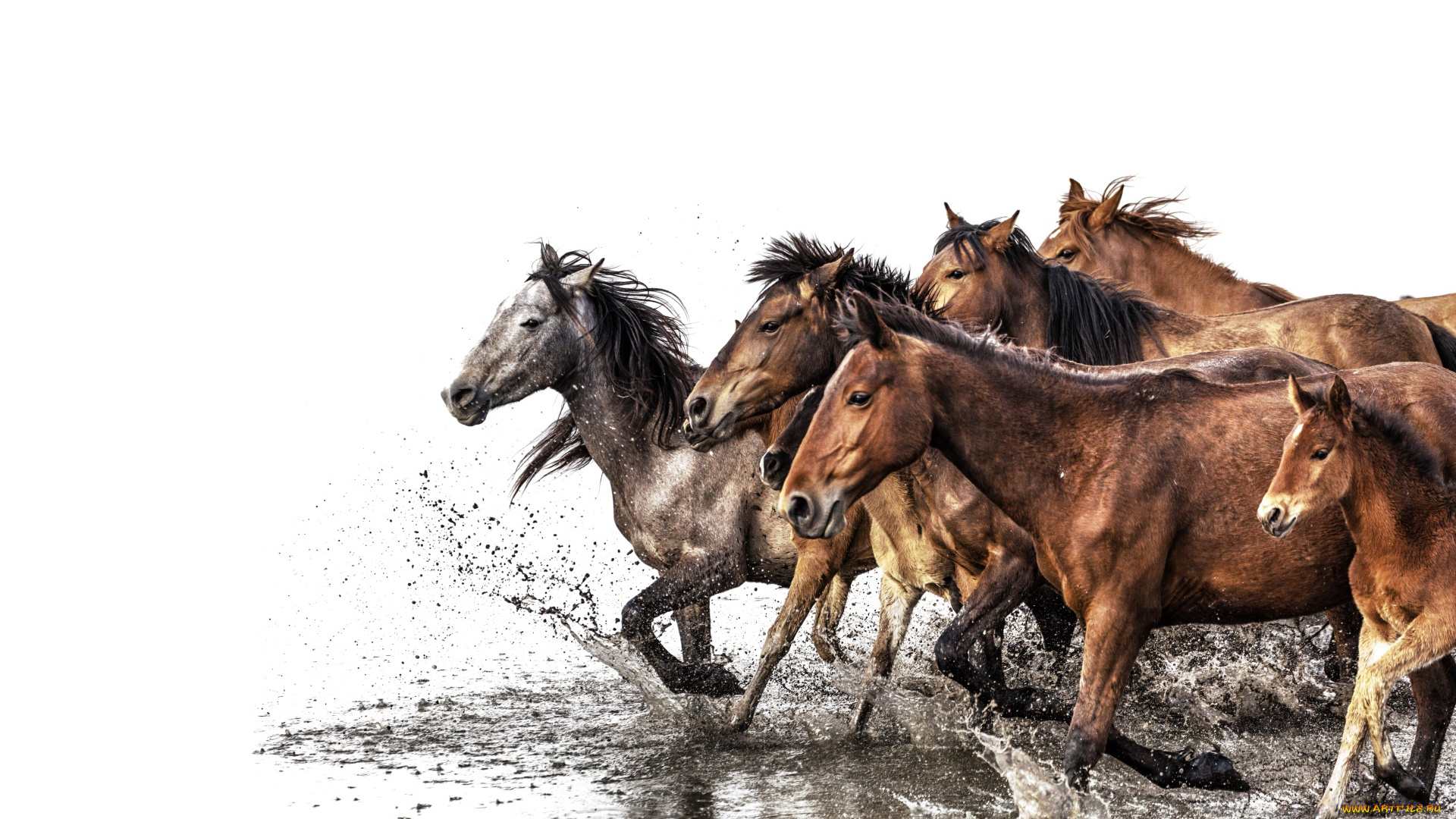 животные, лошади, вода, табун
