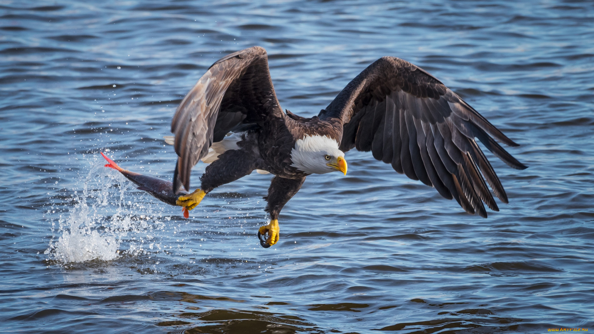 животные, птицы, -, хищники, орел, охота, рыба, природа, хищник