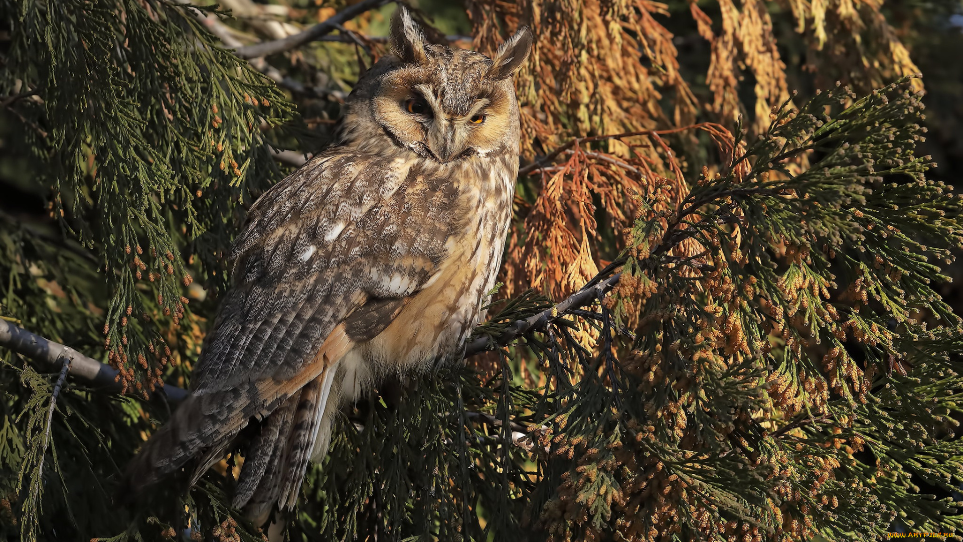животные, совы, птичка