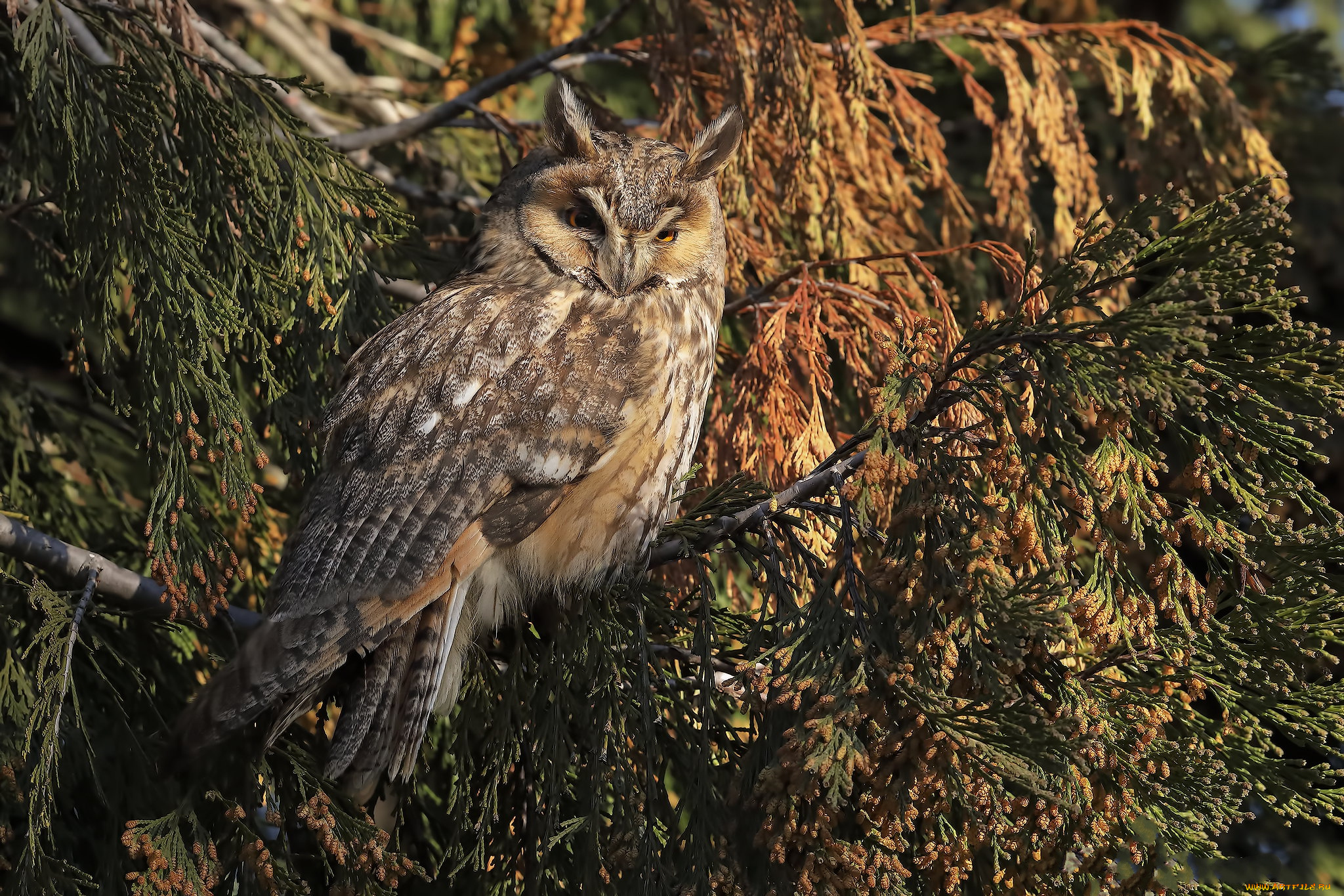 животные, совы, птичка