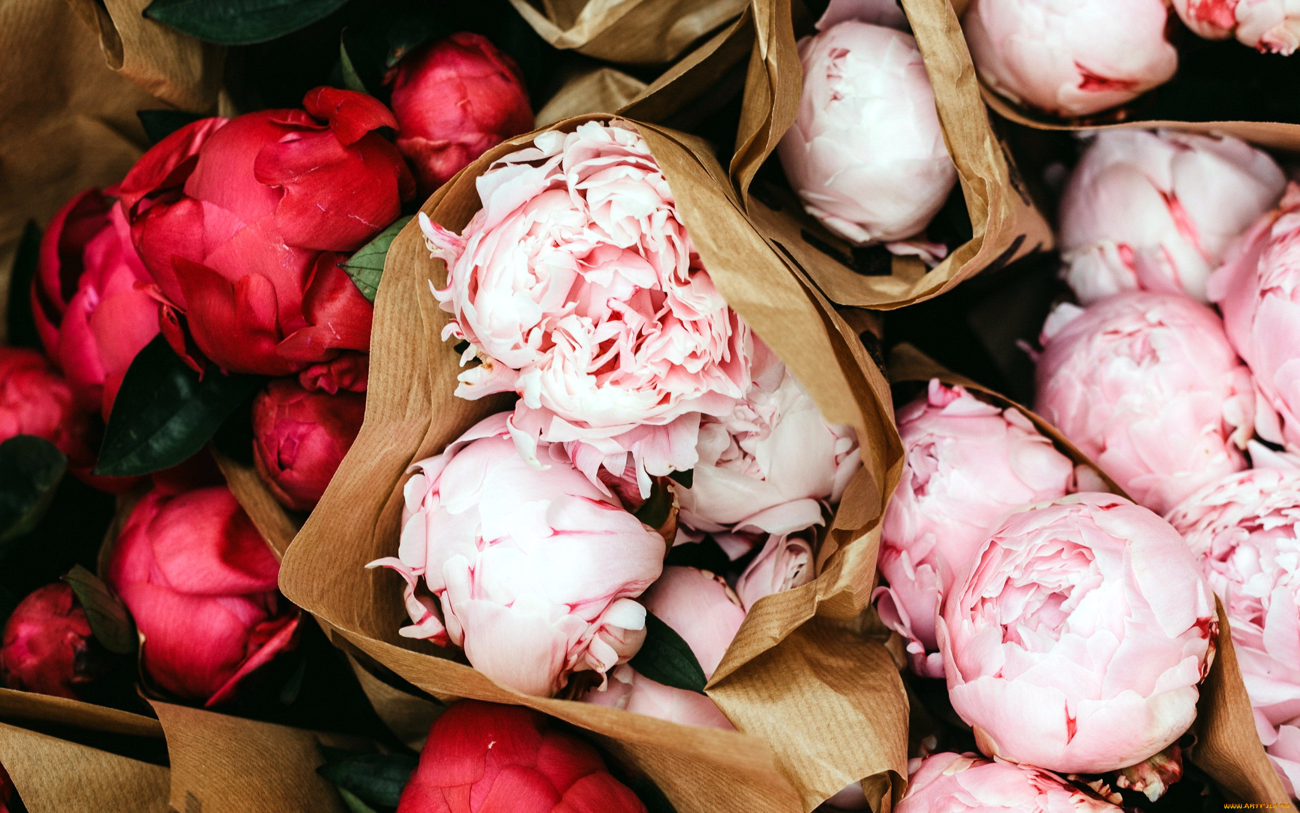 цветы, пионы, бутоны