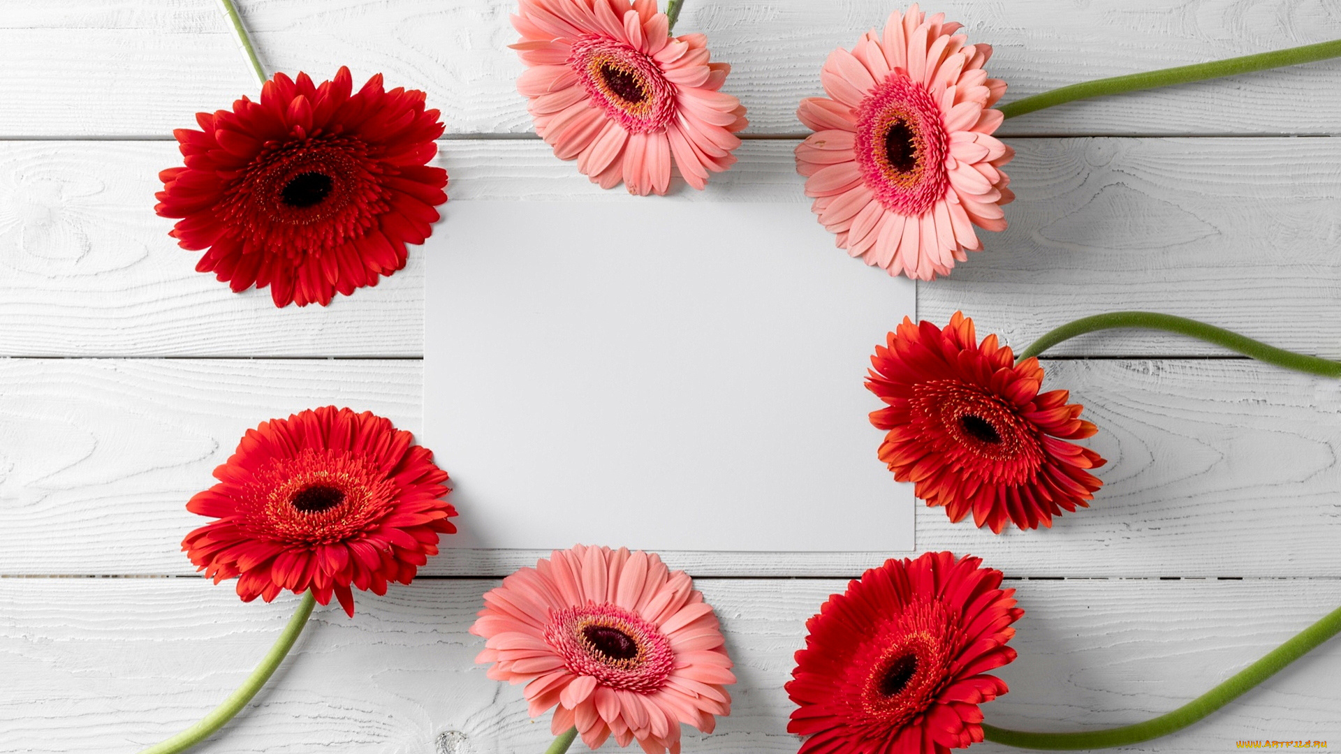 цветы, герберы, разноцветные