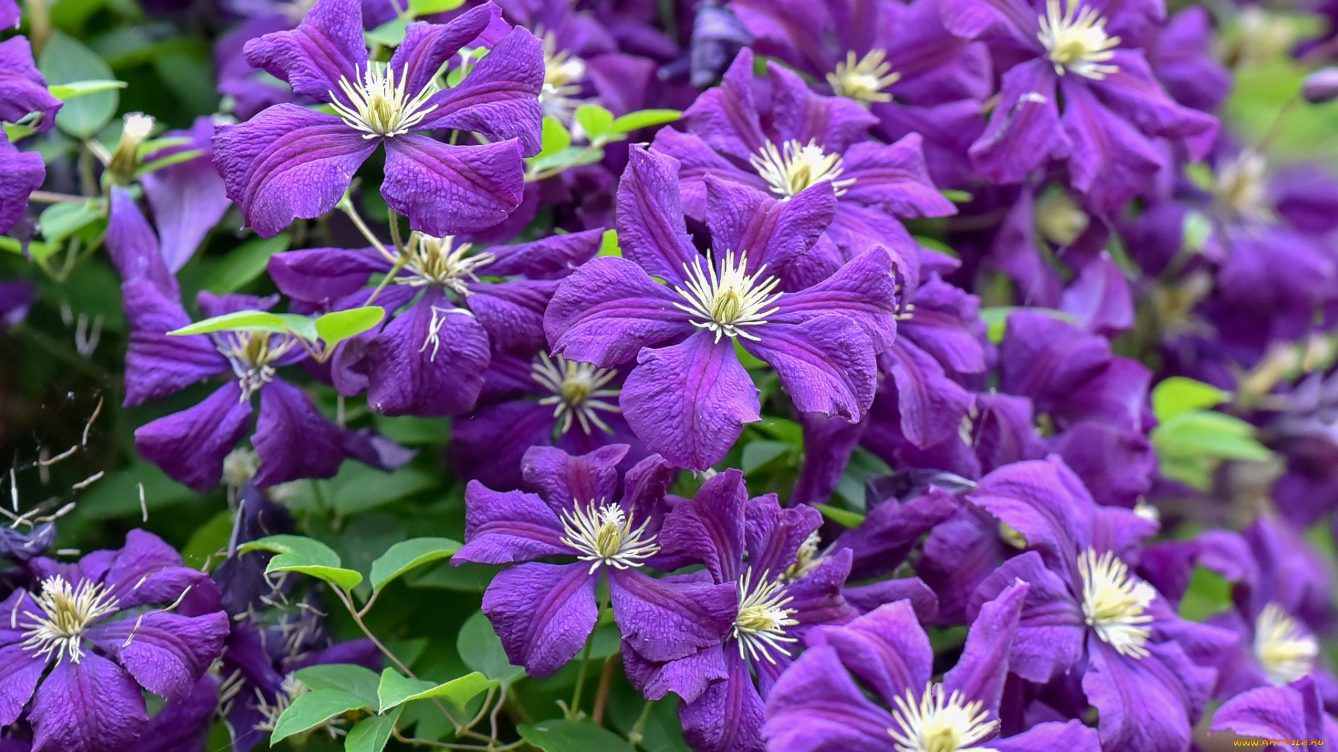 цветы, клематис, , ломонос, лиловый, клематис