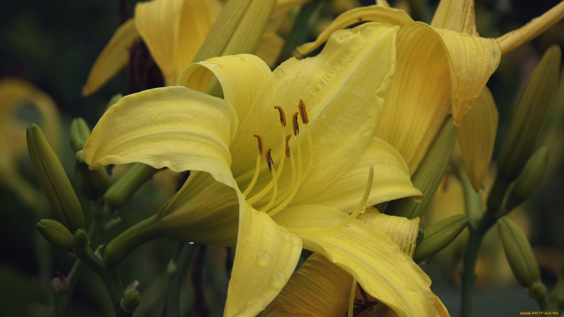 цветы, лилии, , лилейники, лилейник